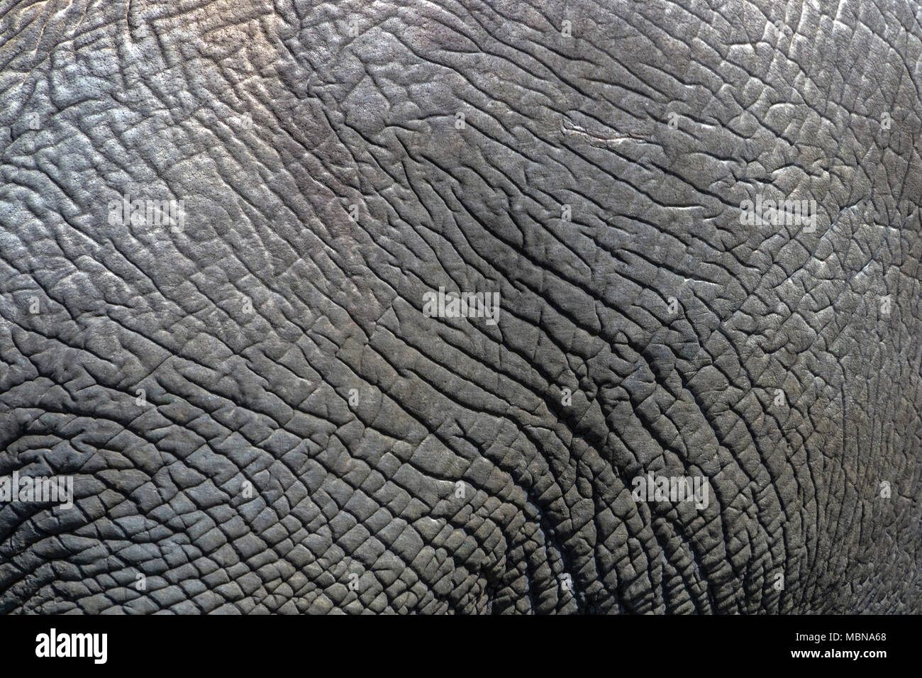 Extreme Nahaufnahme abstrakte Muster Texturen und Knicke Details der wilde Elefanten haut Hintergrund Stockfoto