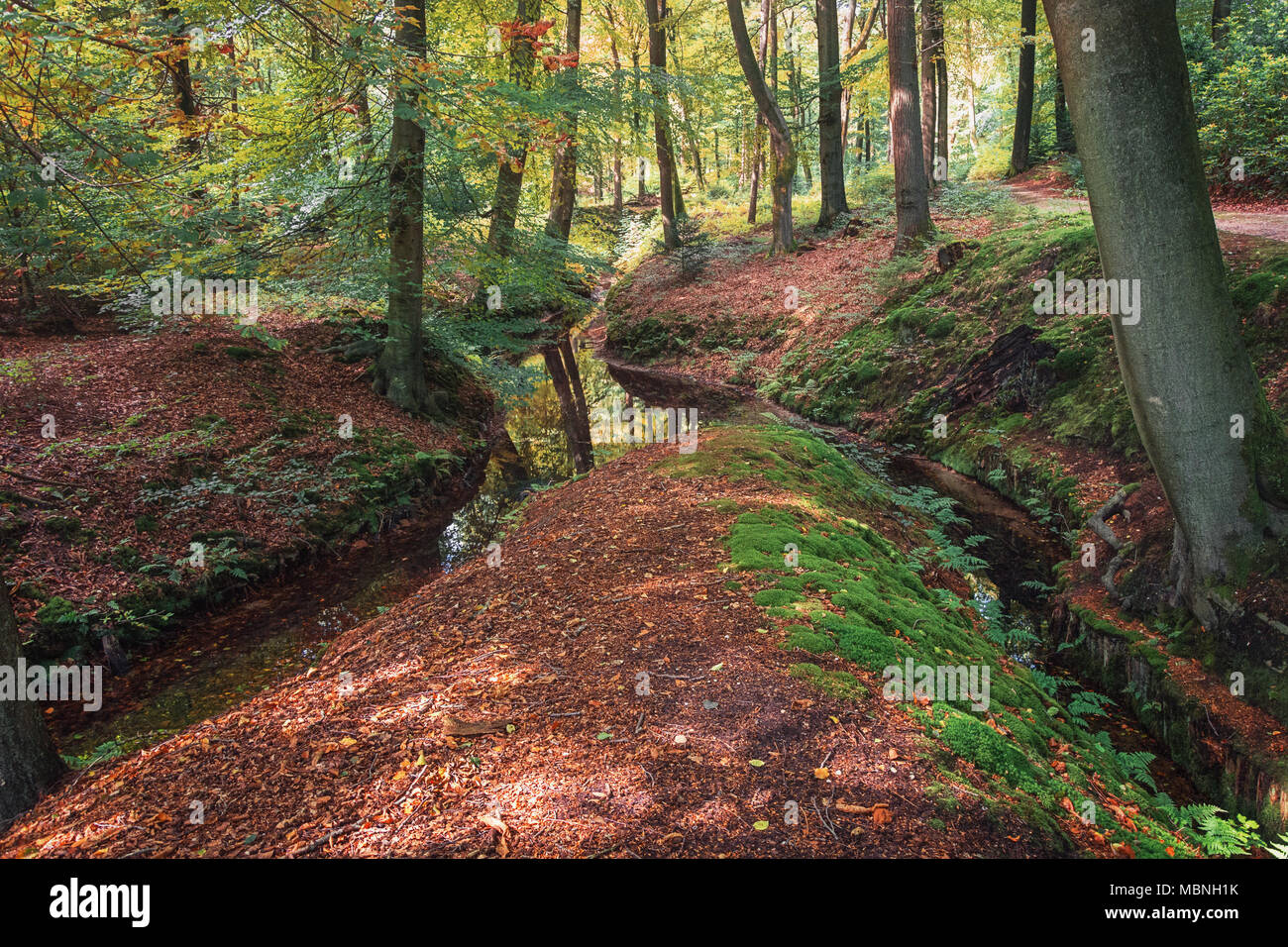 Kleine Bäche fließen zwischen den Bäumen des Waldes Stockfoto