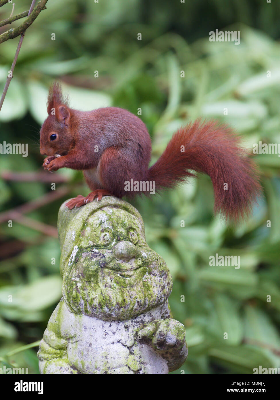 Eurasischen Eichhörnchen im Garten gnome Stockfoto