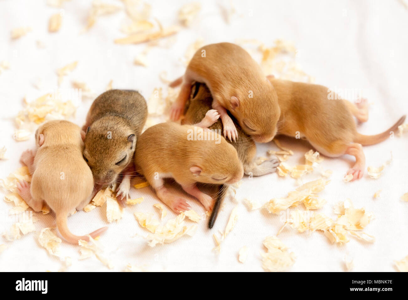 Gruppe von lustigen kleinen niedlichen schlafenden Mäuse Babys. Makro Bild. Stockfoto