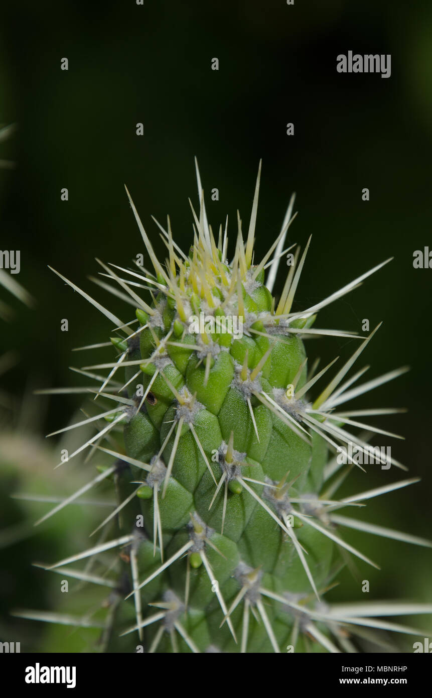 Stacheligen Kaktus Pflanze, mit langen Dornen in der Isolation. Closeup  Detail der stacheligen Kakteen Stammzellen Stockfotografie - Alamy
