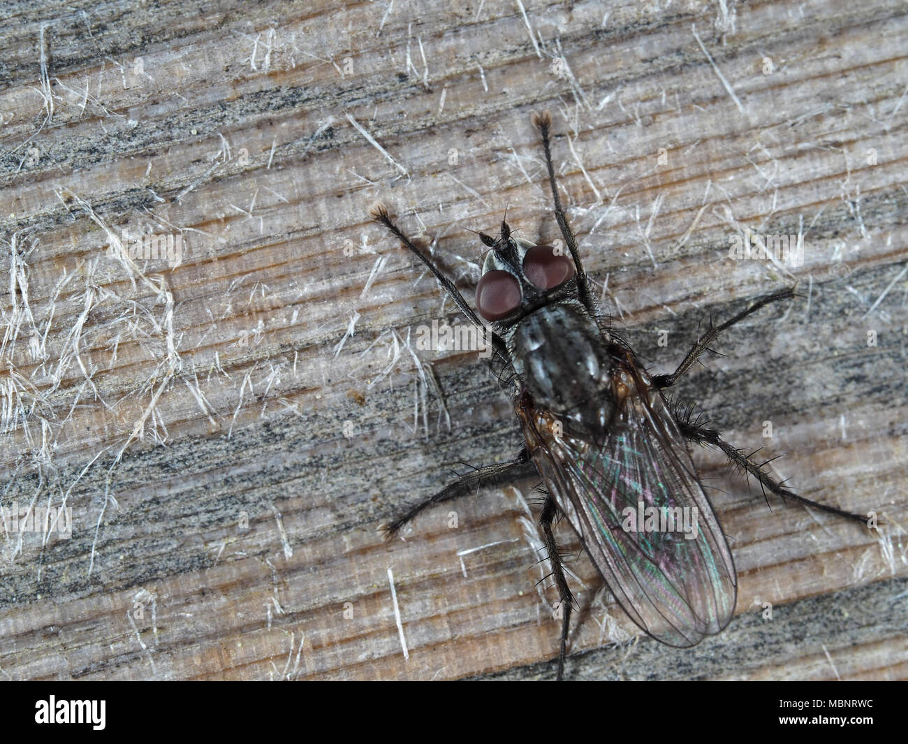 Makroaufnahme einer Fliege (Diptera) auf Holz im Außenbereich in Redmond, WA, USA Stockfoto