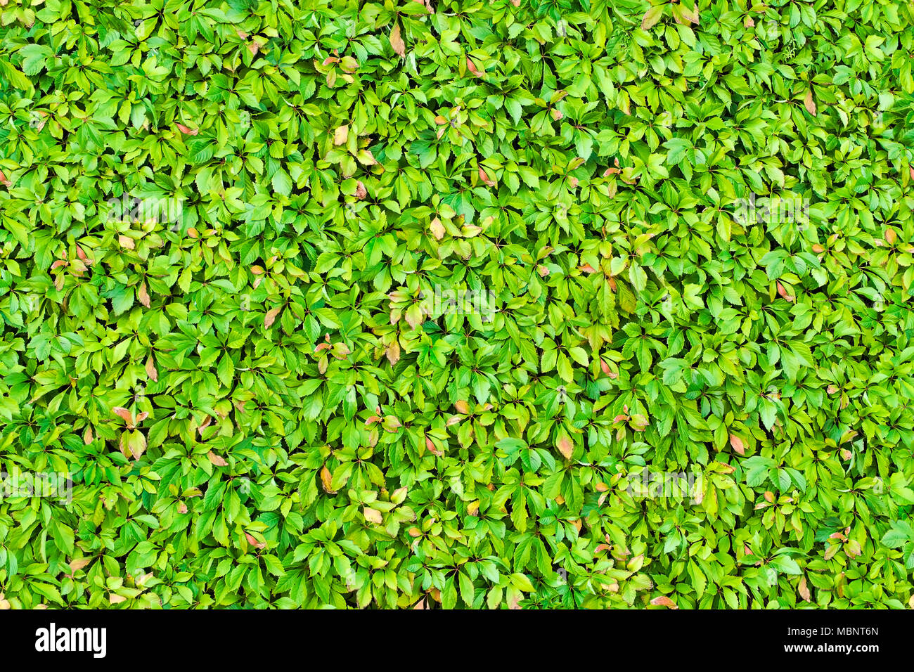 Nahtlose Textur der grüne Blätter Hintergrund absichern. Stockfoto