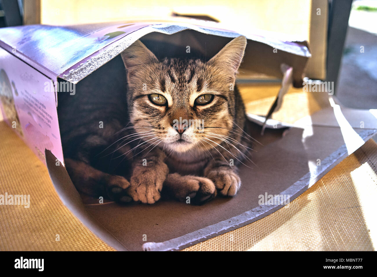 Nahaufnahme einer Katze in einer Box Stockfoto