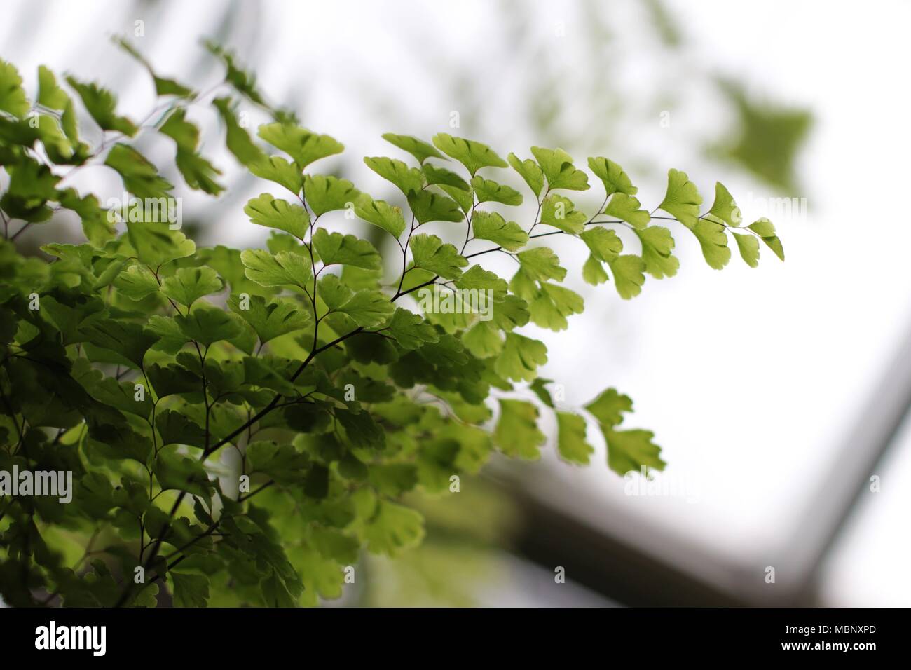 Grüne Blätter der Farn Adiantum capillus Veneris Stockfoto