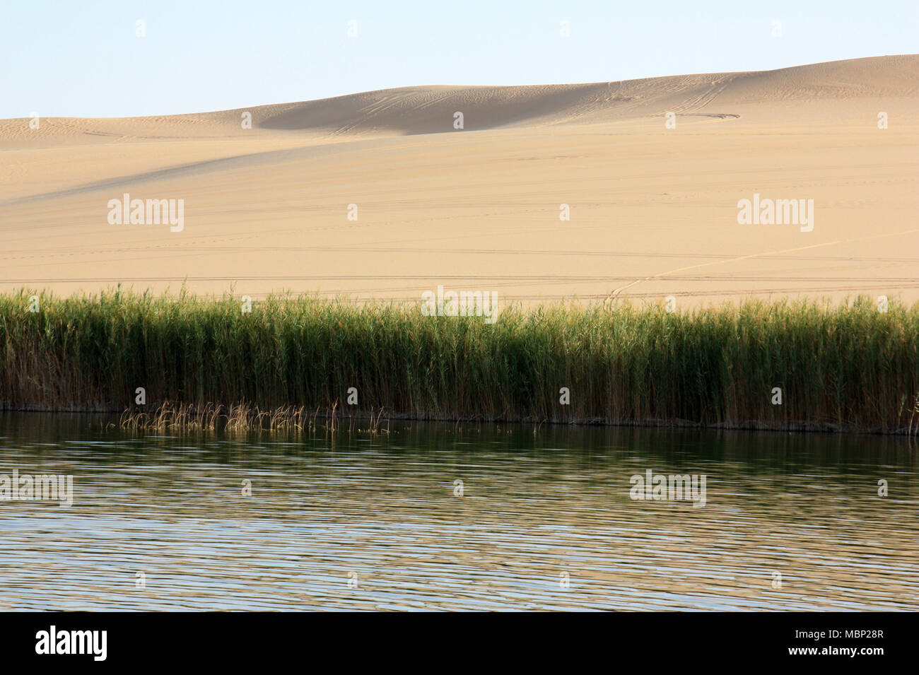 Ein kleines Frisches Wasser Oase von Reed und Sanddünen in der Wüste Sahara in der Nähe von Siwa umgeben Stockfoto