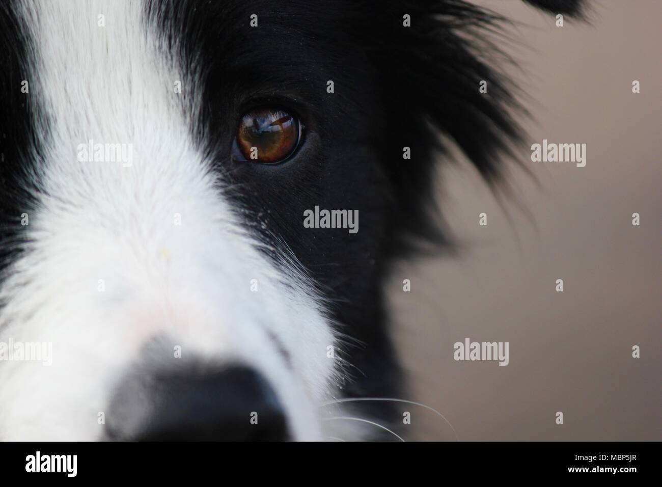 Nahaufnahme eines Hundes Auge Stockfoto