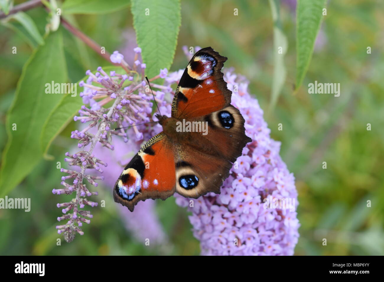 Tagpfauenauge Stockfoto