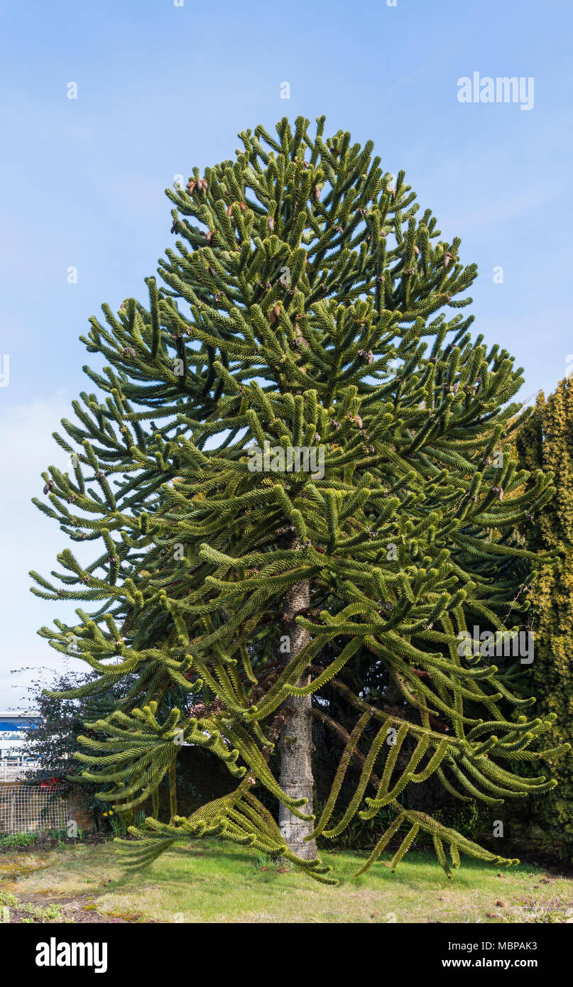 Monkey Puzzle Tree (Araucaria araucana) im Frühjahr in Großbritannien gegen den blauen Himmel. Stockfoto