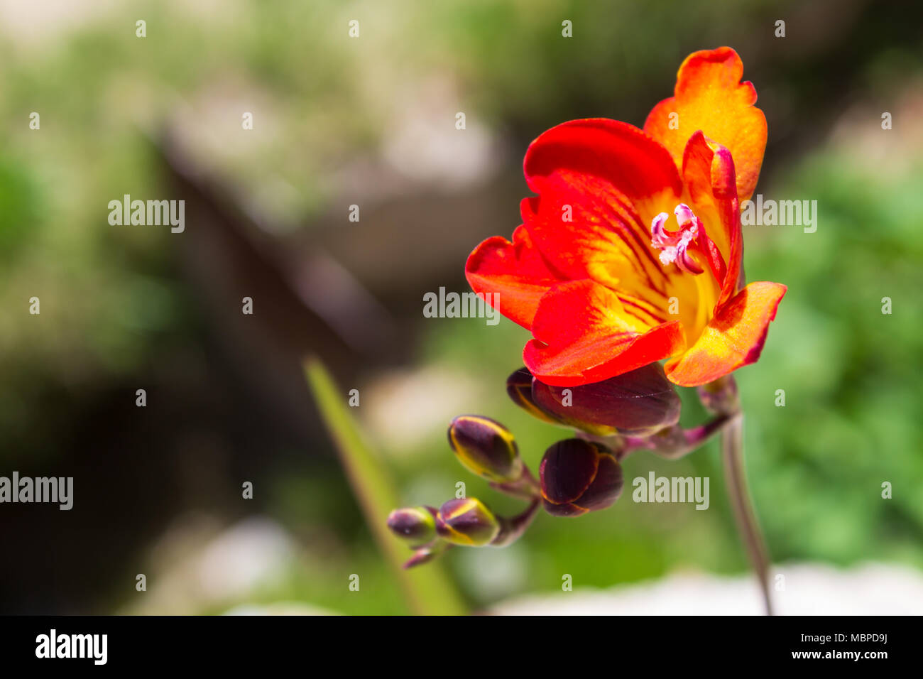 Freesia-Pflanze mit roten und gelben Blumen Stockfoto