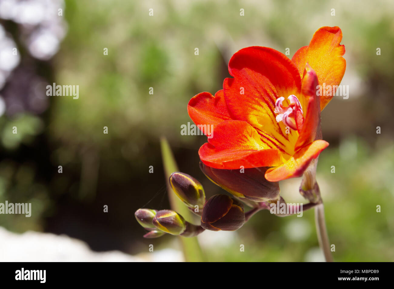 Freesia-Pflanze mit roten und gelben Blumen Stockfoto