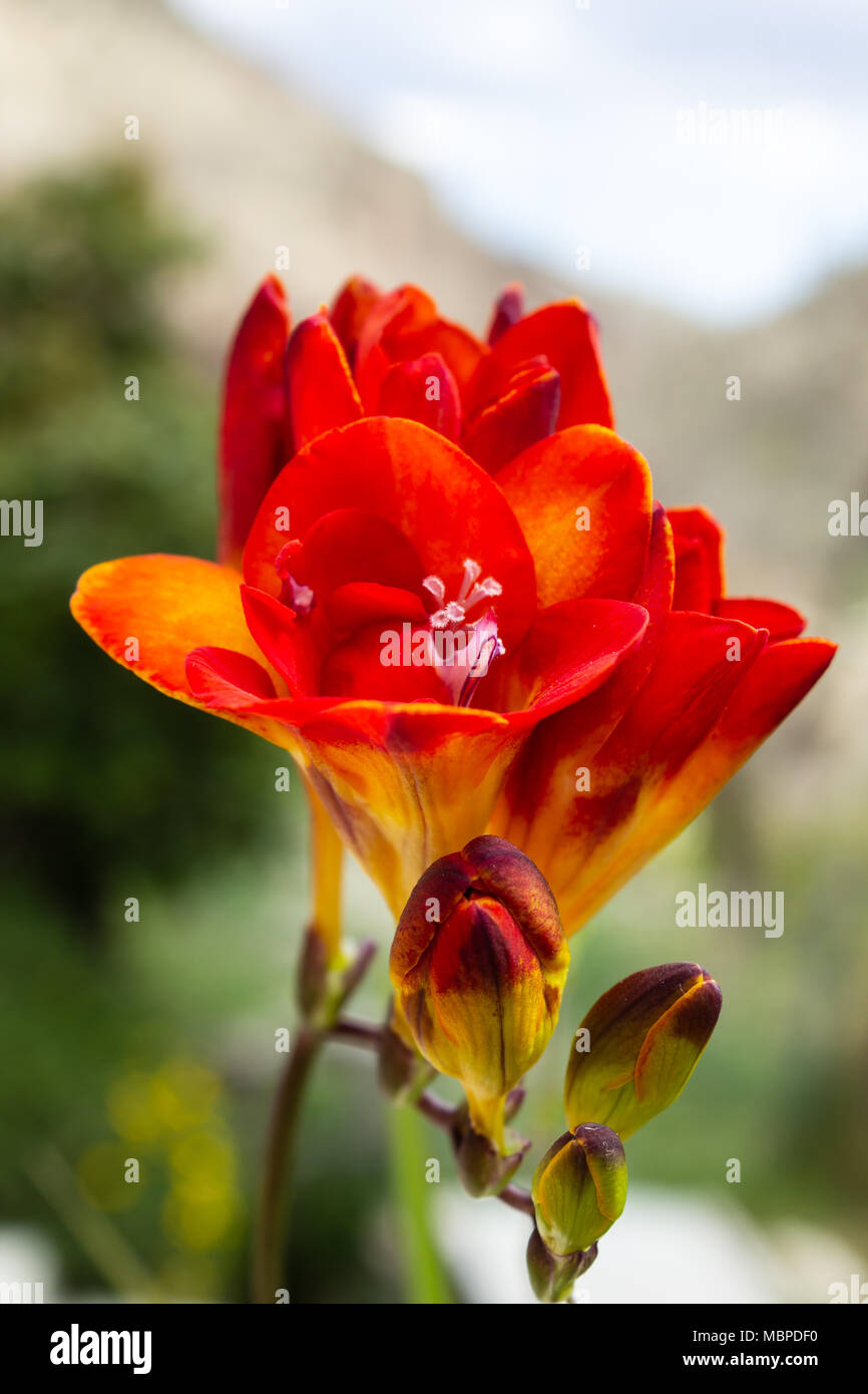 Freesia-Pflanze mit roten und gelben Blumen Stockfoto