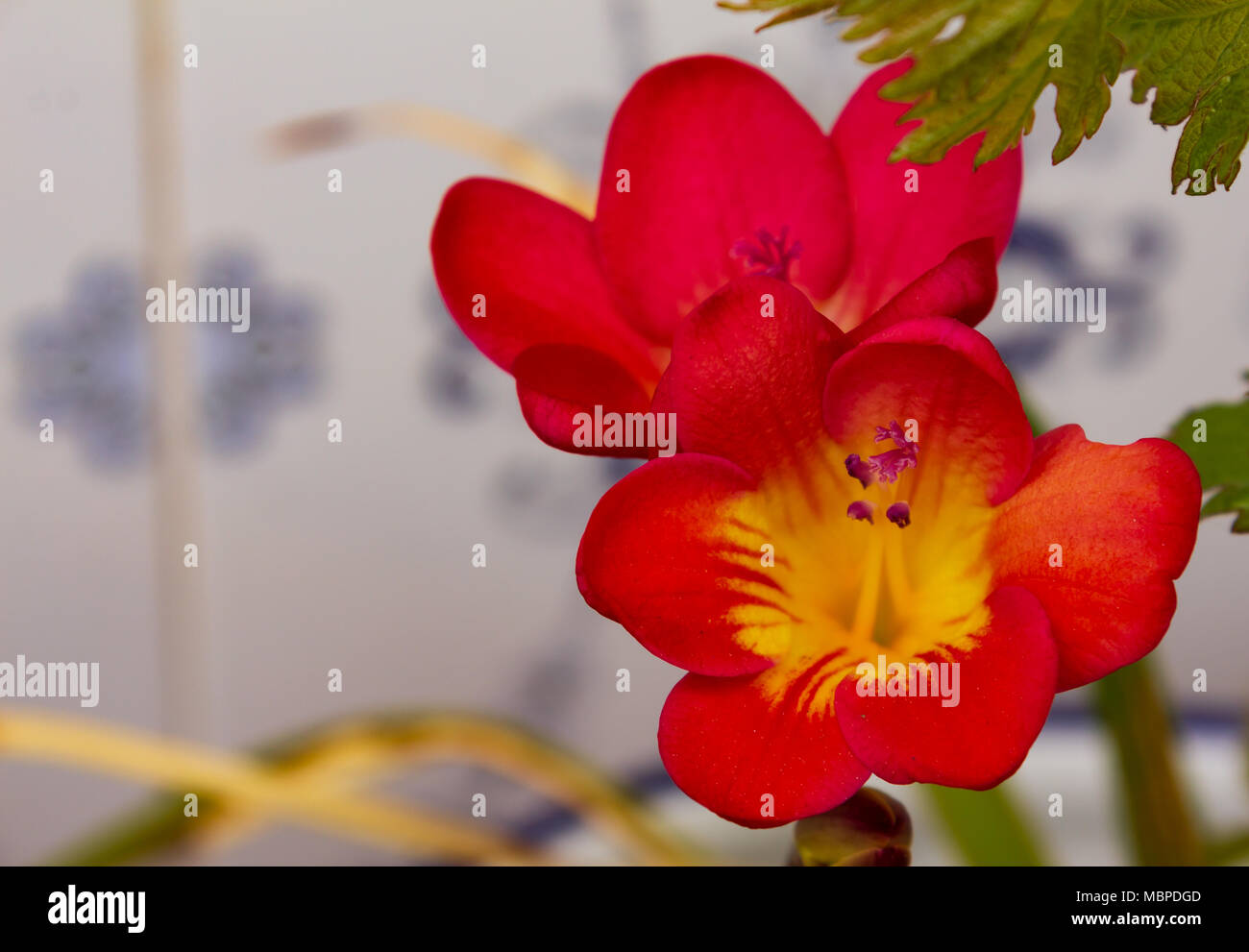 Freesia-Pflanze mit roten und gelben Blumen Stockfoto