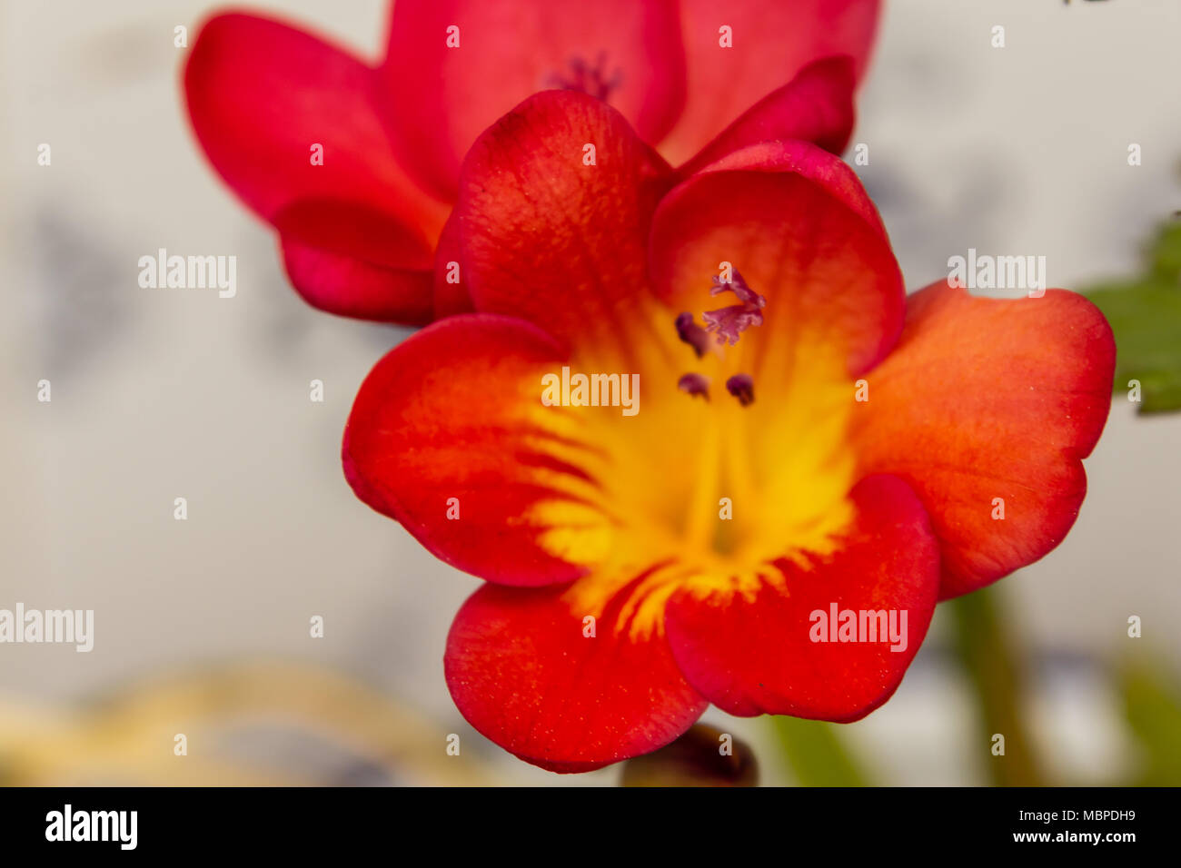 Freesia-Pflanze mit roten und gelben Blumen Stockfoto