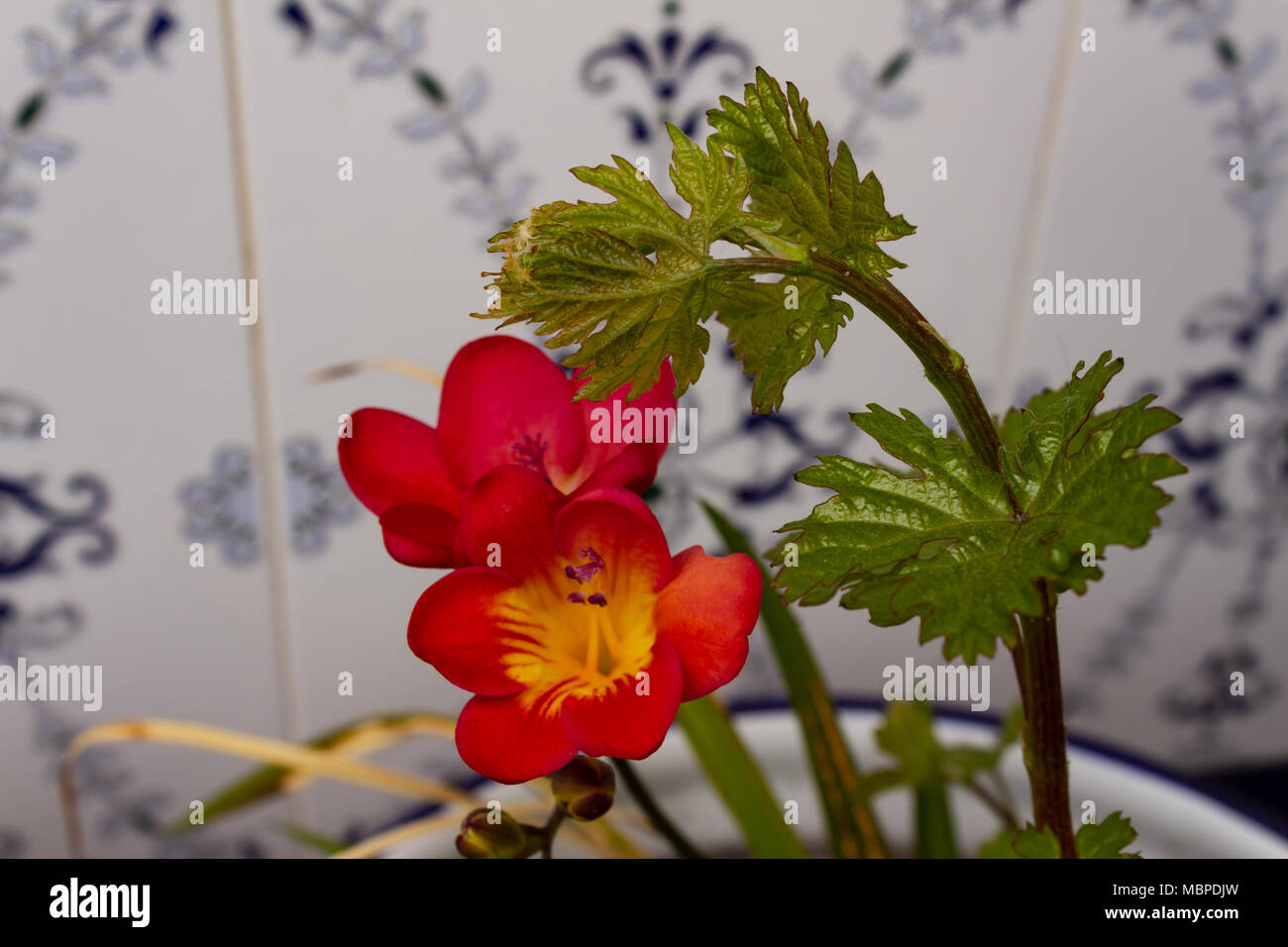 Freesia-Pflanze mit roten und gelben Blumen Stockfoto