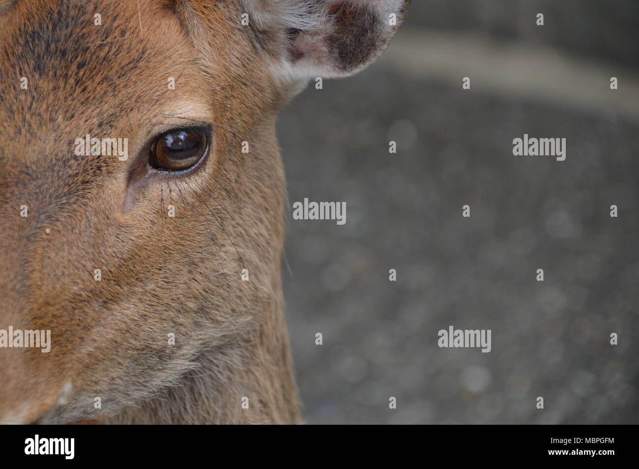 Auge eines Hirsches Stockfoto