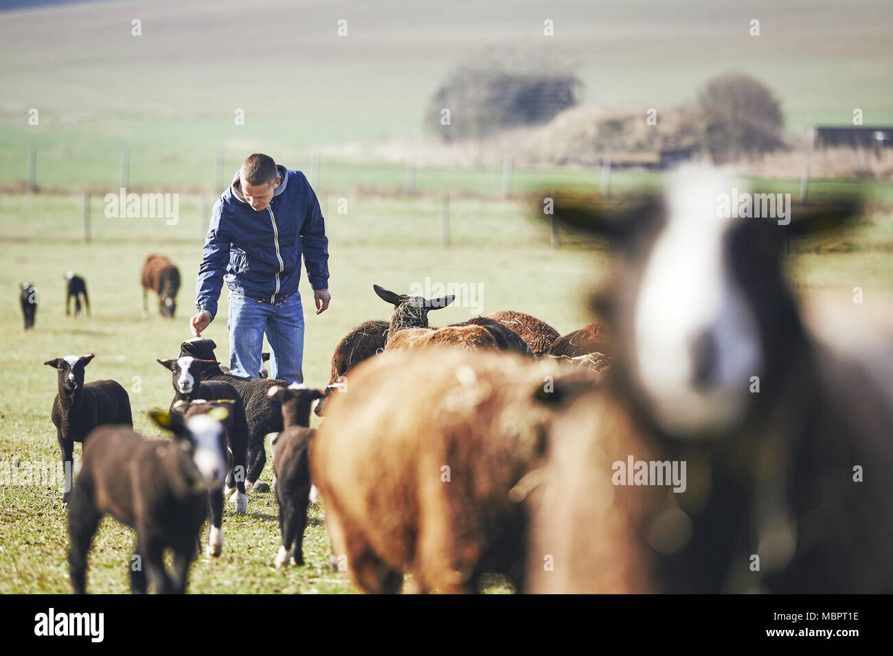 Sonniger Morgen auf der ländlichen Bauernhof. Fröhlicher junger Landwirt trägt Herde der schwarzen und braunen Schafe. Stockfoto