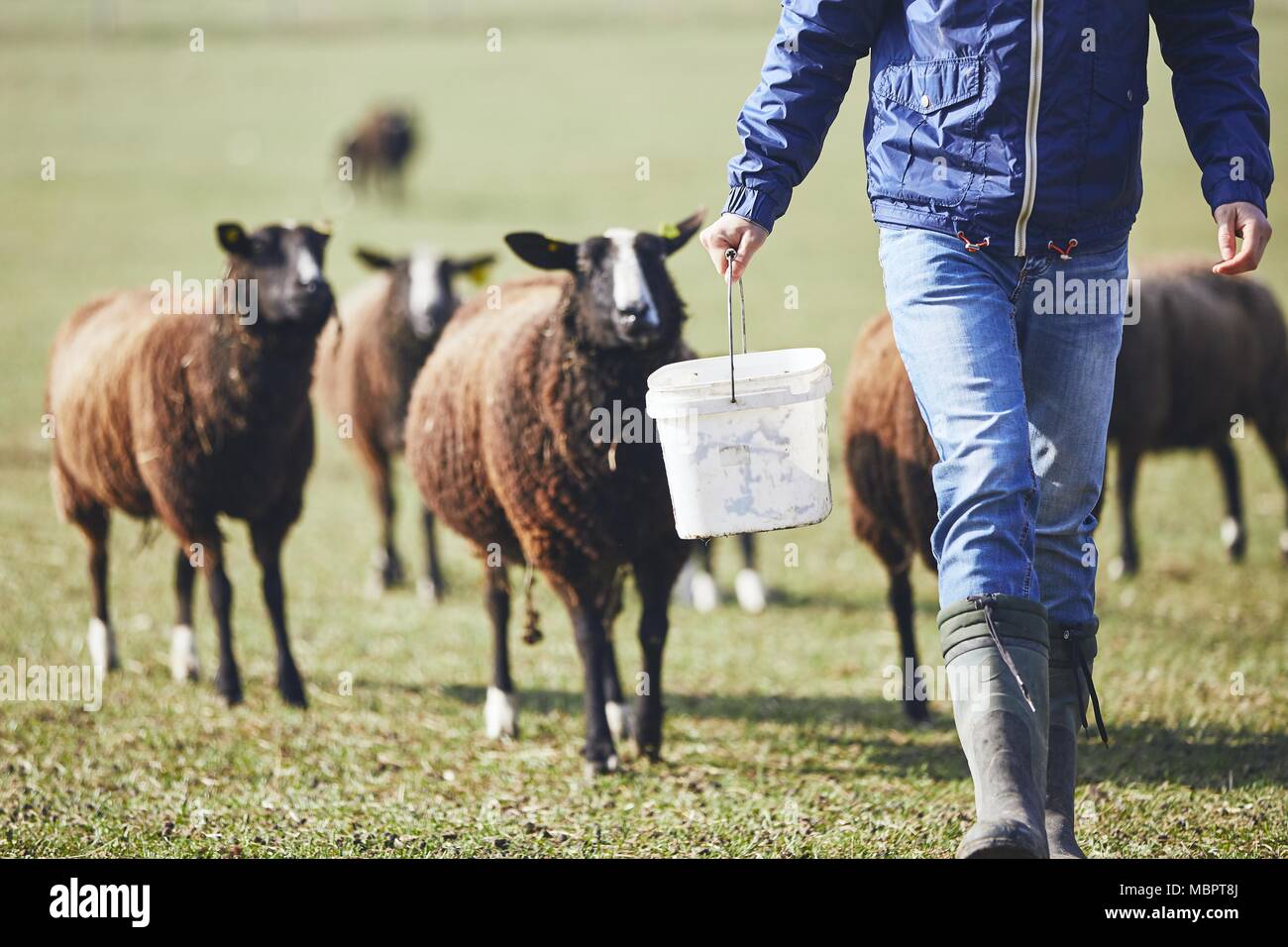 Sonniger Morgen auf der ländlichen Bauernhof. Junge Landwirt mit Löffel füttern Herde der schwarzen und braunen Schafe. Stockfoto