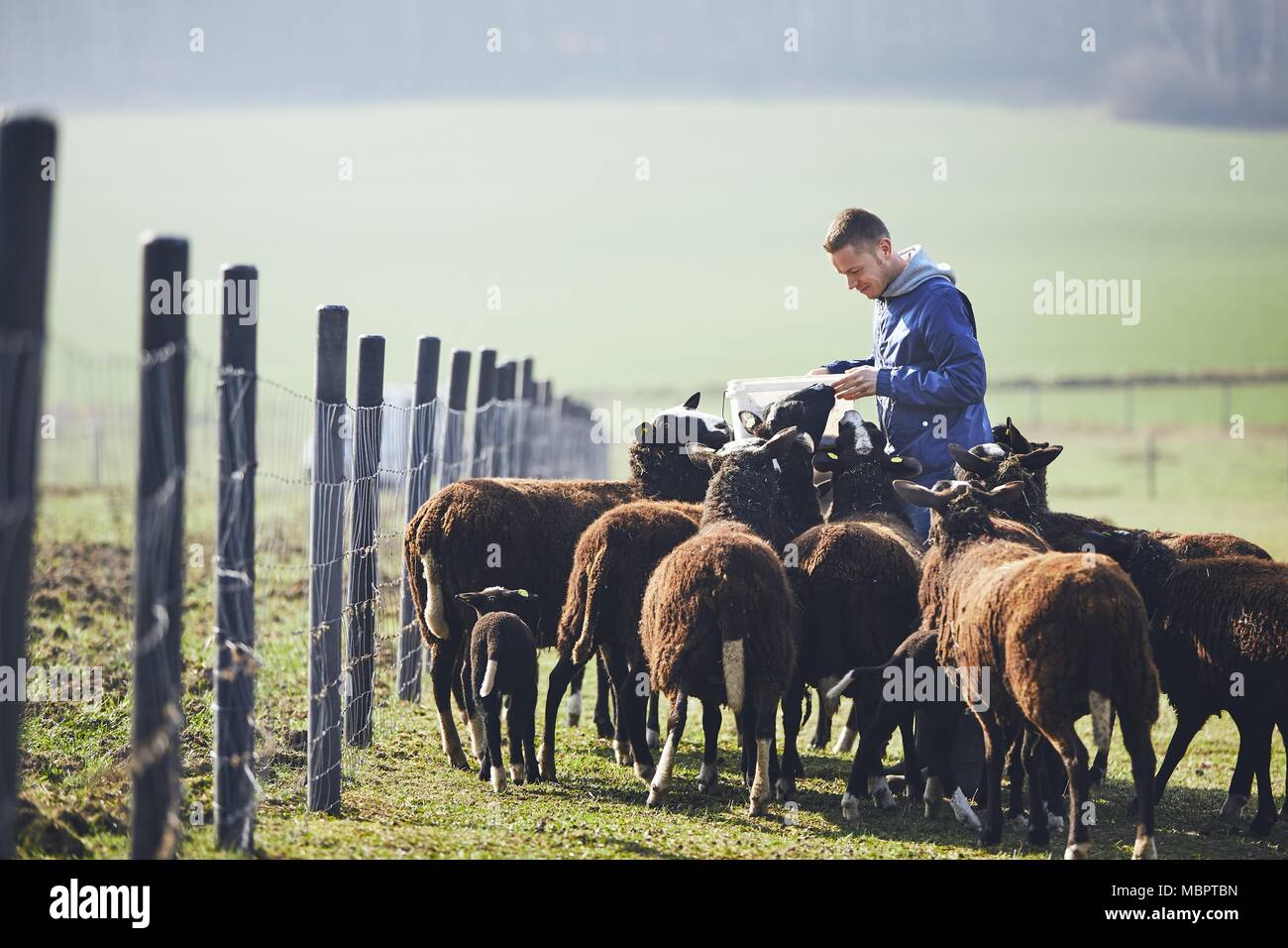 Sonniger Morgen auf der ländlichen Bauernhof. Fröhlicher junger Landwirt mit Löffel füttern Herde der schwarzen und braunen Schafe. Stockfoto