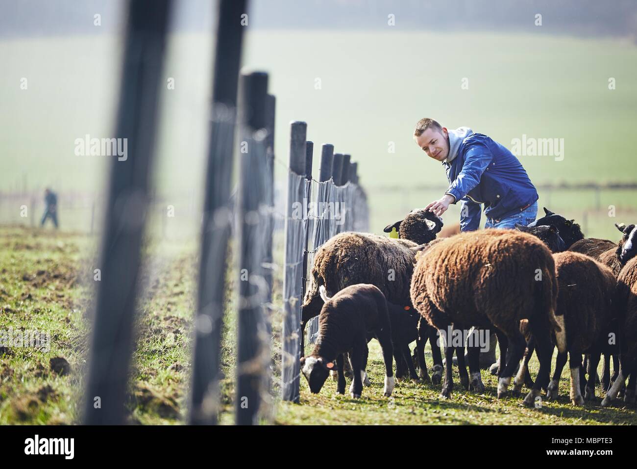 Sonniger Morgen auf der ländlichen Bauernhof. Fröhlicher junger Landwirt trägt Herde der schwarzen und braunen Schafe. Stockfoto