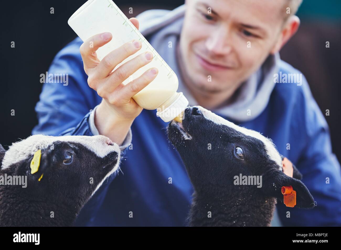 Das Leben auf dem Bauernhof mit Schafen. Junger Mann mit Flasche mit Milch und Fütterung kleines Lamm. Stockfoto