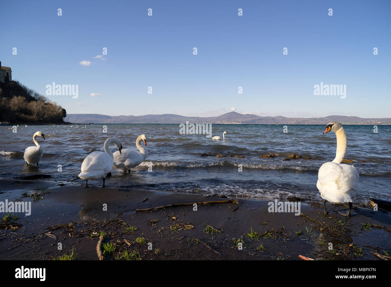 Bracciano See, Nafpaktos, Rom, Italien, 02.10.2018: Eine Gruppe von Schwänen am Ufer des Lago di Bracciano in Anguillara Sabazia, Rom fotografiert. Stockfoto