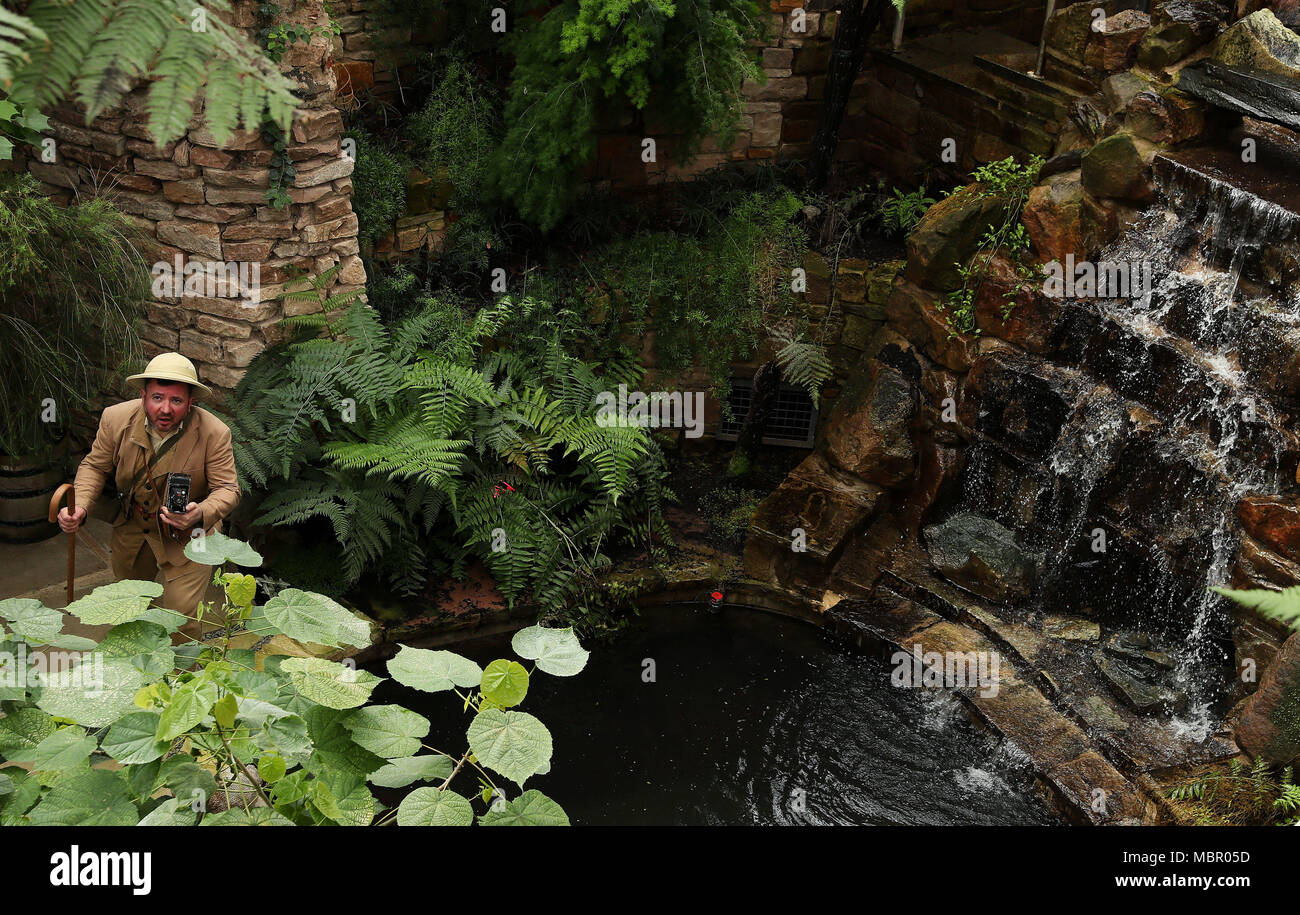 Schauspieler Jason Parkes spielt Pflanzensammler 'E. H. Wilson' bei der offiziellen Wiedereröffnung der Tropical Ravine in den Botanischen Gärten von Belfast nach einer Renovierung im Wert von 3,8 Mio. £. Stockfoto