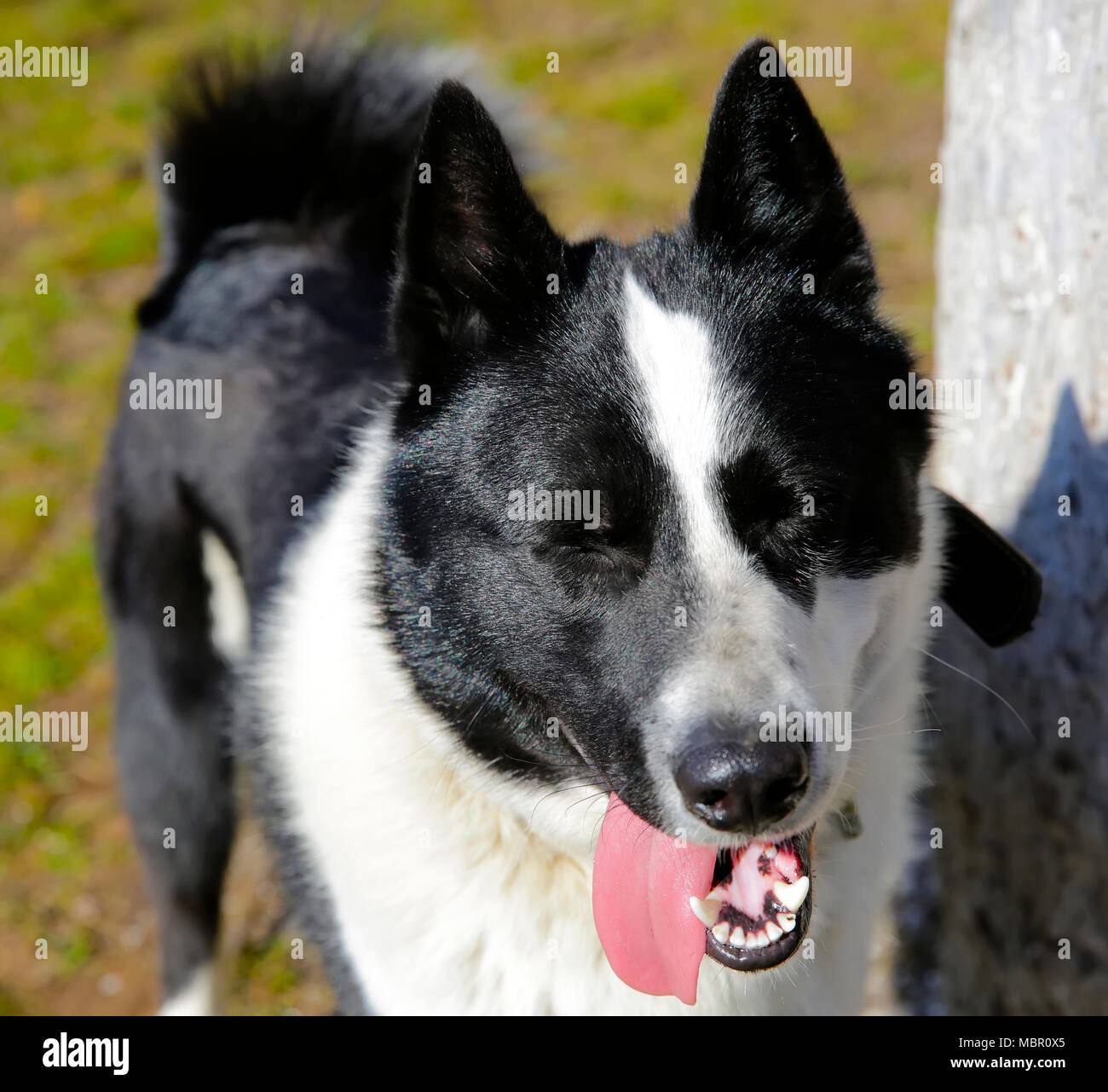Die hunderasse Osteuropäischen Laika Stockfoto