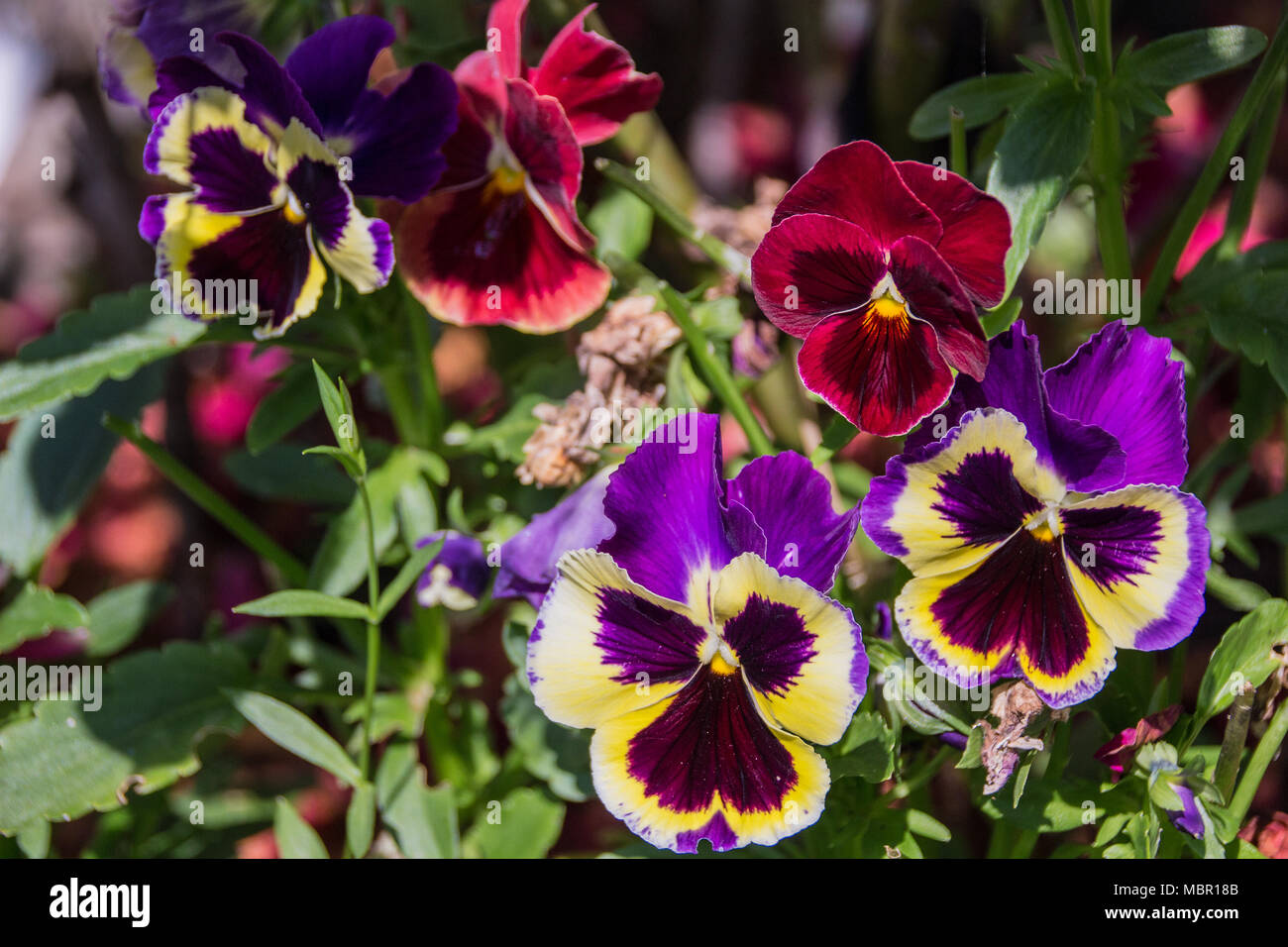 Viola tricolor/Stiefmütterchen im Garten Stockfoto