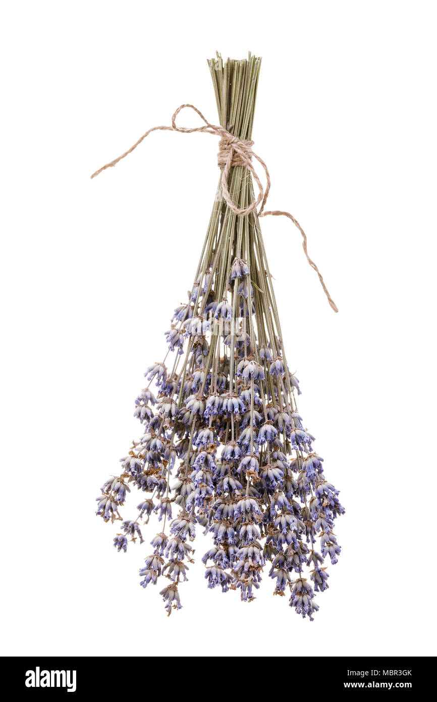 Nützliche Kräuter: trockenen Zweig der Lavendel auf weißem Hintergrund Stockfoto