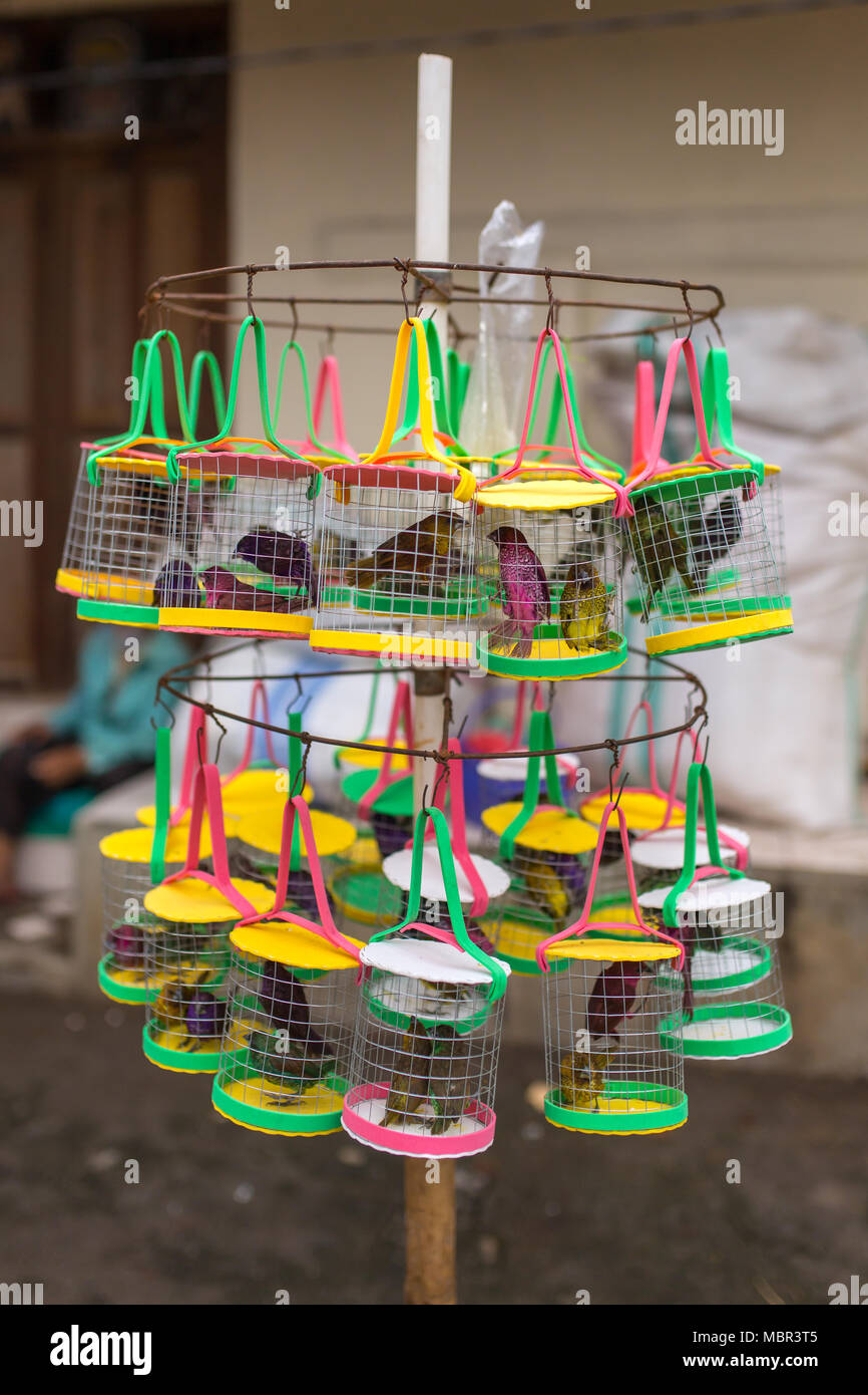 Singen die Vögel im Käfig auf Street Hersteller shop in Bali, Indonesien Stockfoto