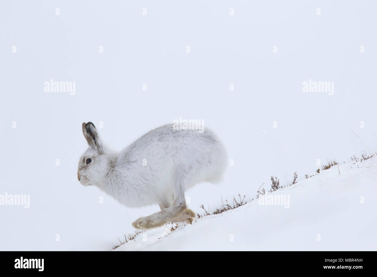 Schneehase/Alpine Hase/Schneehase (Lepus timidus) im Winter Fell im Schnee Berghang läuft Stockfoto