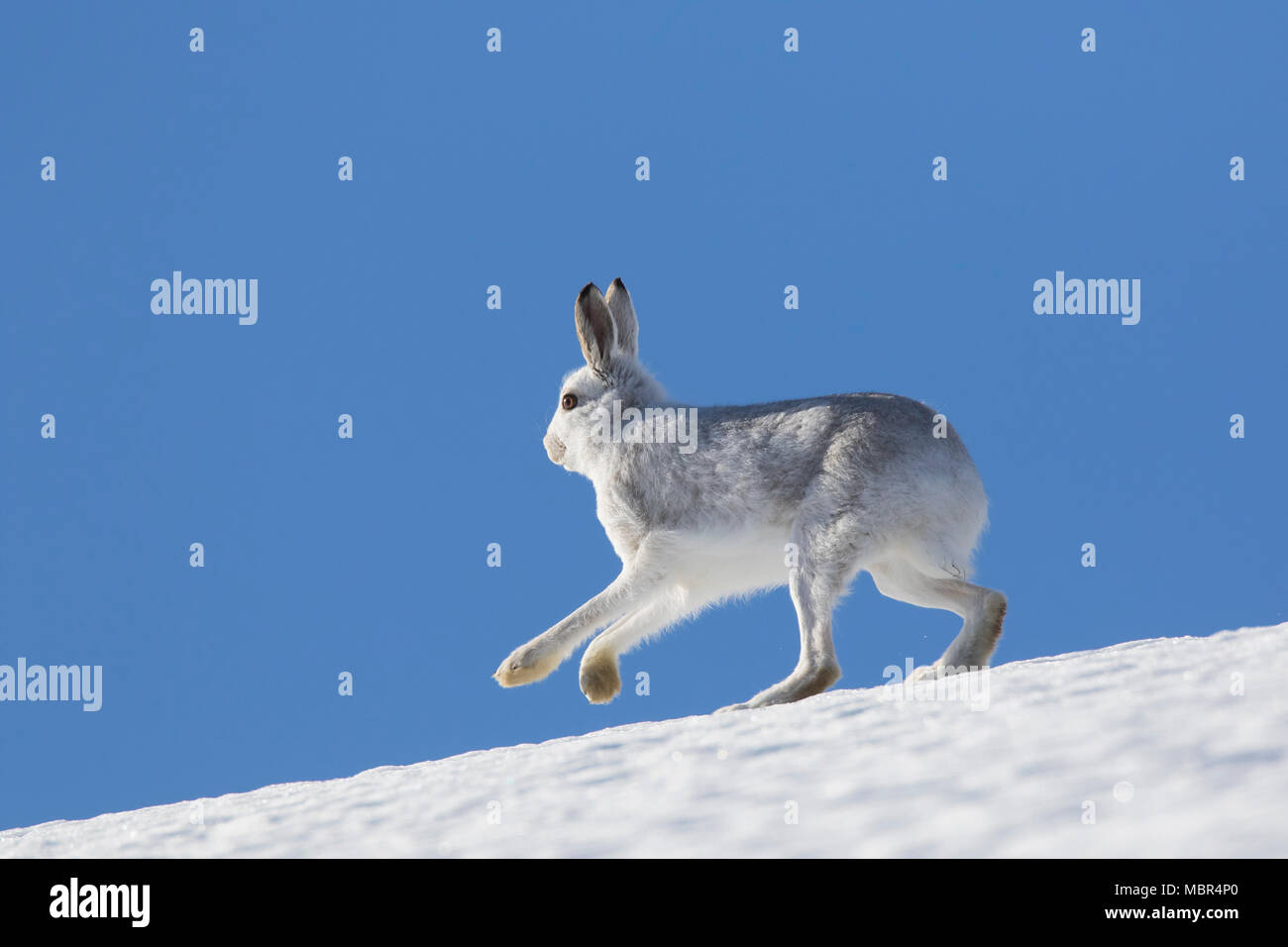 Schneehase/Alpine Hase/Schneehase (Lepus timidus) im Winter Fell im Schnee Berghang läuft Stockfoto