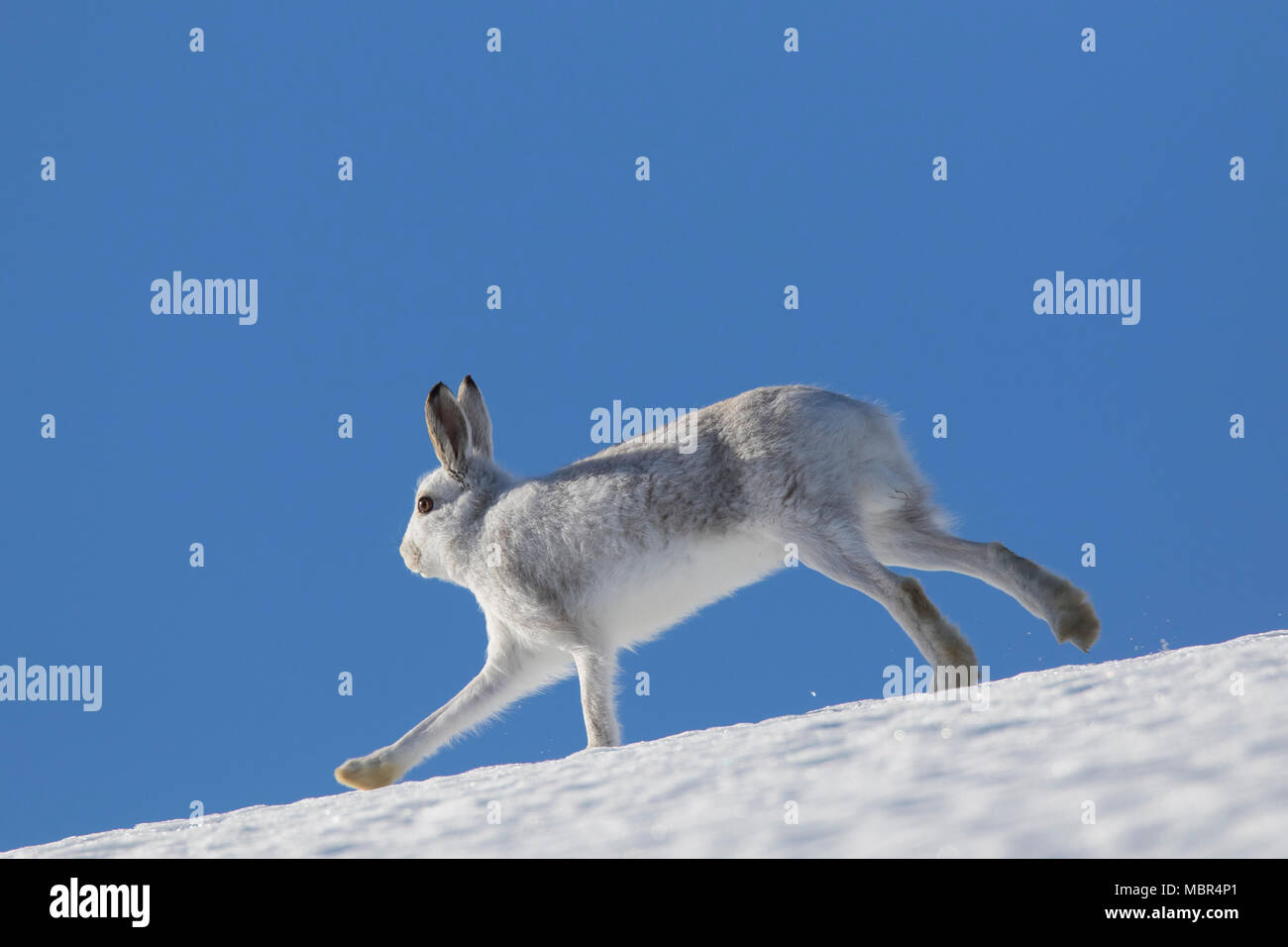 Schneehase/Alpine Hase/Schneehase (Lepus timidus) im Winter Fell im Schnee Berghang läuft Stockfoto