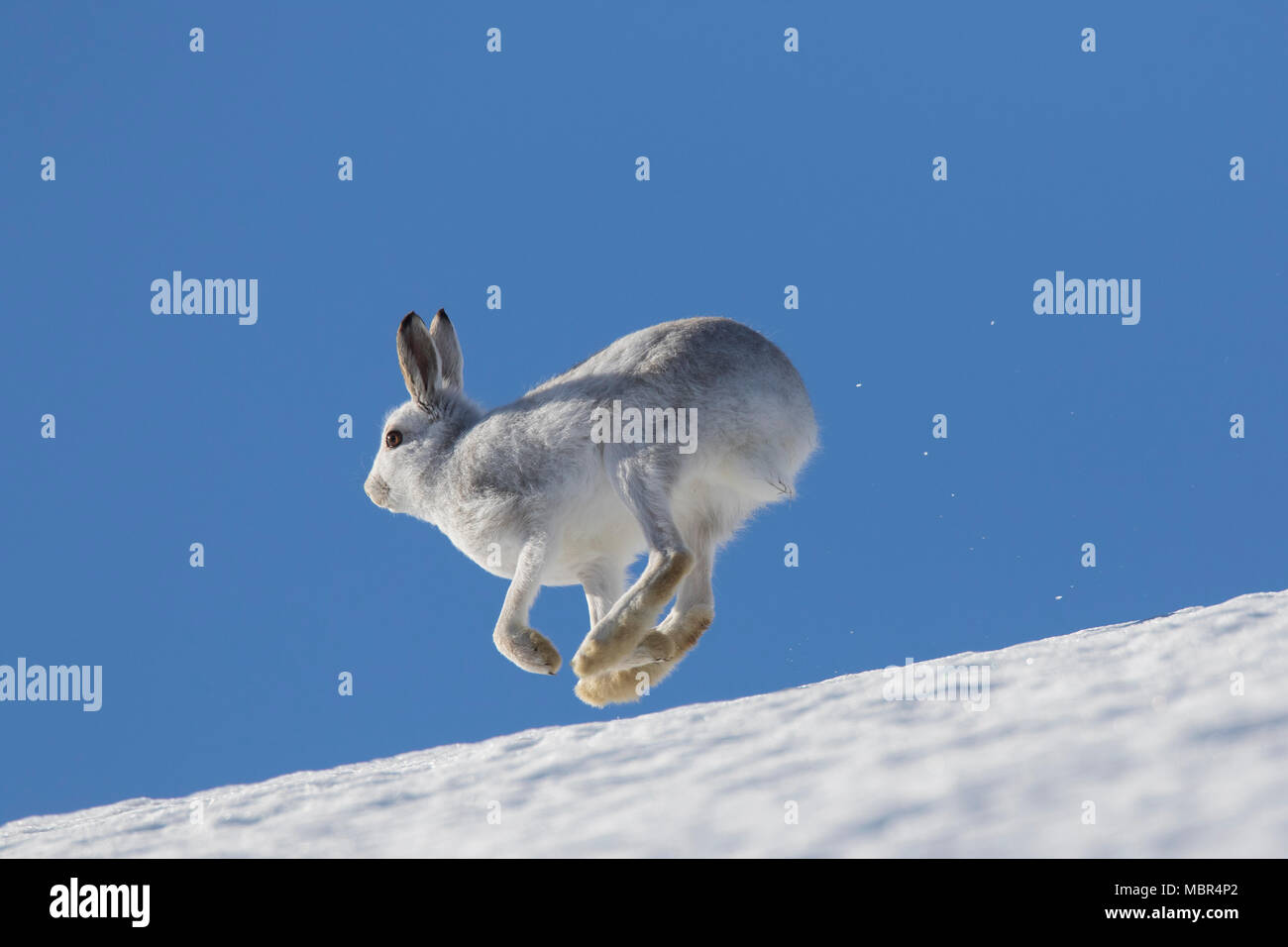 Schneehase/Alpine Hase/Schneehase (Lepus timidus) im Winter Fell im Schnee Berghang läuft Stockfoto