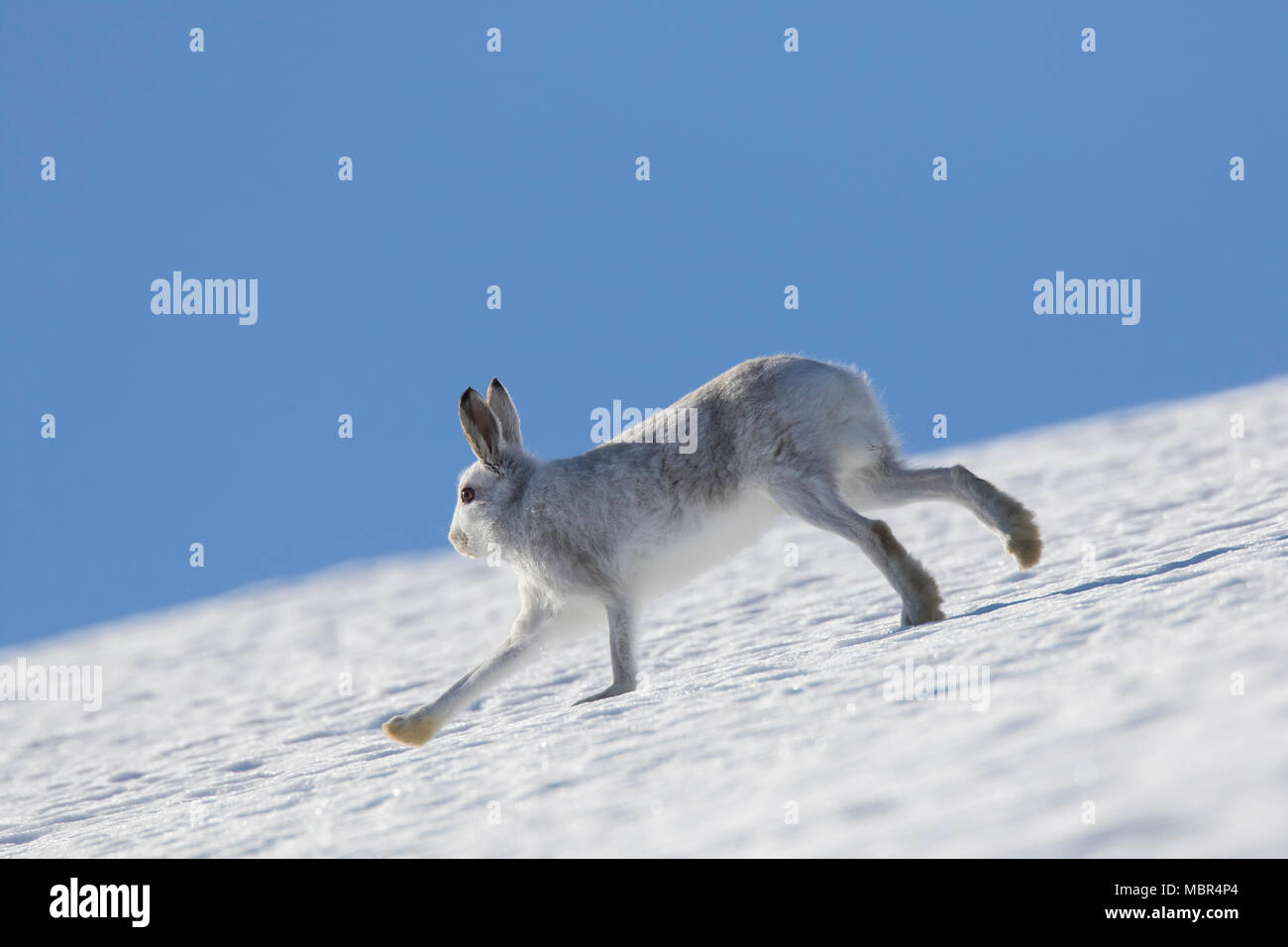 Schneehase/Alpine Hase/Schneehase (Lepus timidus) im Winter Fell im Schnee Berghang läuft Stockfoto
