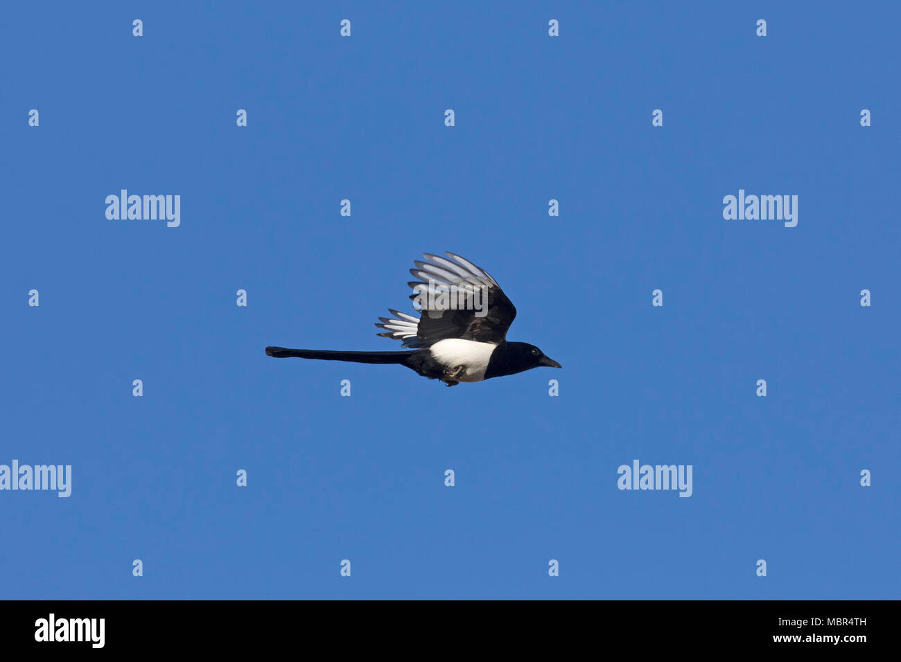 Eurasian magpie/gemeinsame Magpie (Pica Pica) im Flug gegen den blauen Himmel Stockfoto