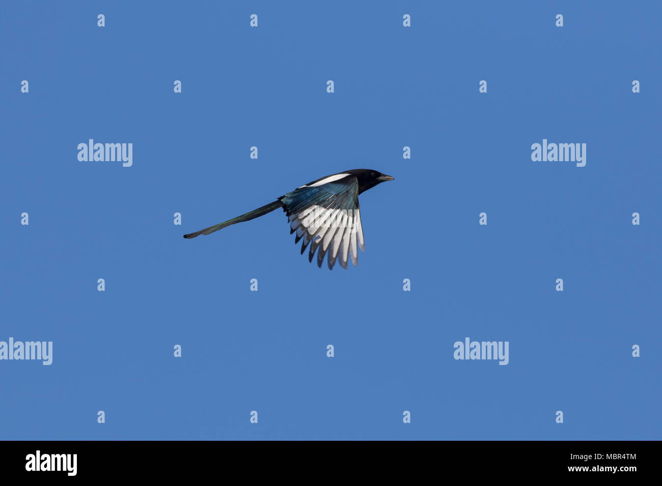 Eurasian magpie/gemeinsame Magpie (Pica Pica) im Flug gegen den blauen Himmel Stockfoto