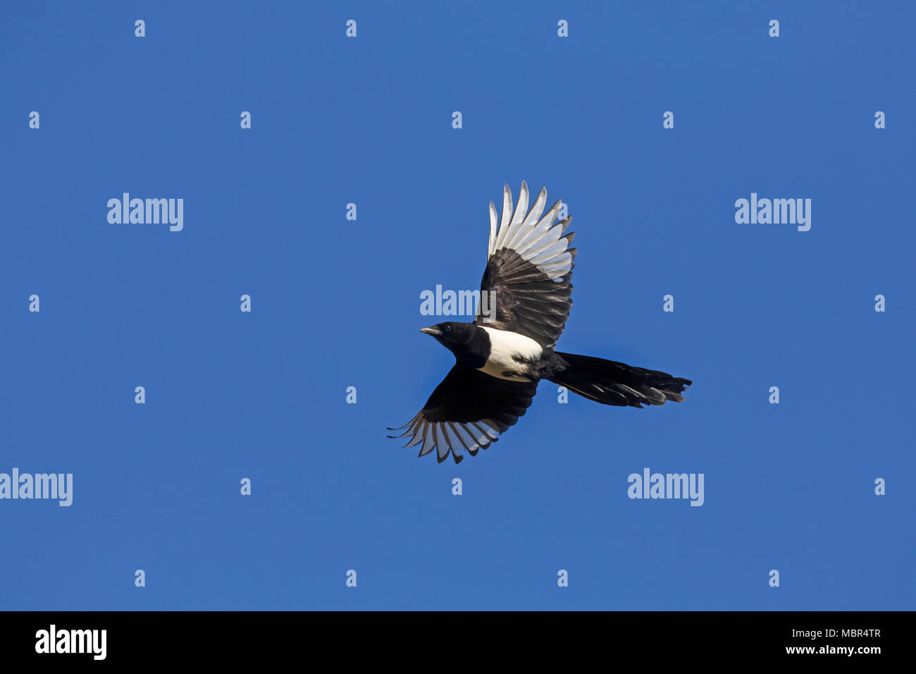 Eurasian magpie/gemeinsame Magpie (Pica Pica) im Flug gegen den blauen Himmel Stockfoto
