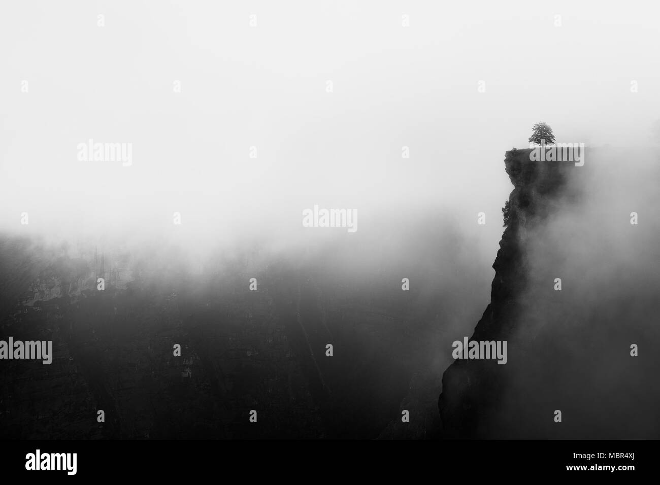 Misty Canyon mit scharfen Klippe und einsamer Baum iin Delika Stockfoto