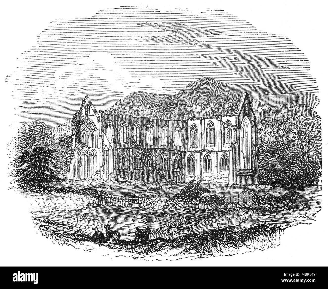 Tintern Abbey wurde von Walter de Clare, Herr von Chepstow gegründet, am 9. Mai 1131. Es ist neben dem Dorf Tintern in Monmouthshire gelegen, an der Walisischen Bank des Flusses Wye. Im Jahre 1326 verbrachten König Edward II Tintern für zwei Nächte. 1349 Der schwarze Tod fegte das Land und es war unmöglich, neue Rekruten für die Laien Bruderschaft zu gewinnen. Es ins Verderben stürzte nach der Auflösung der Klöster im 16. Jahrhundert, die Reste wurden in Poesie gefeiert und oft von Besuchern aus dem 18. Jahrhundert gemalt. Stockfoto