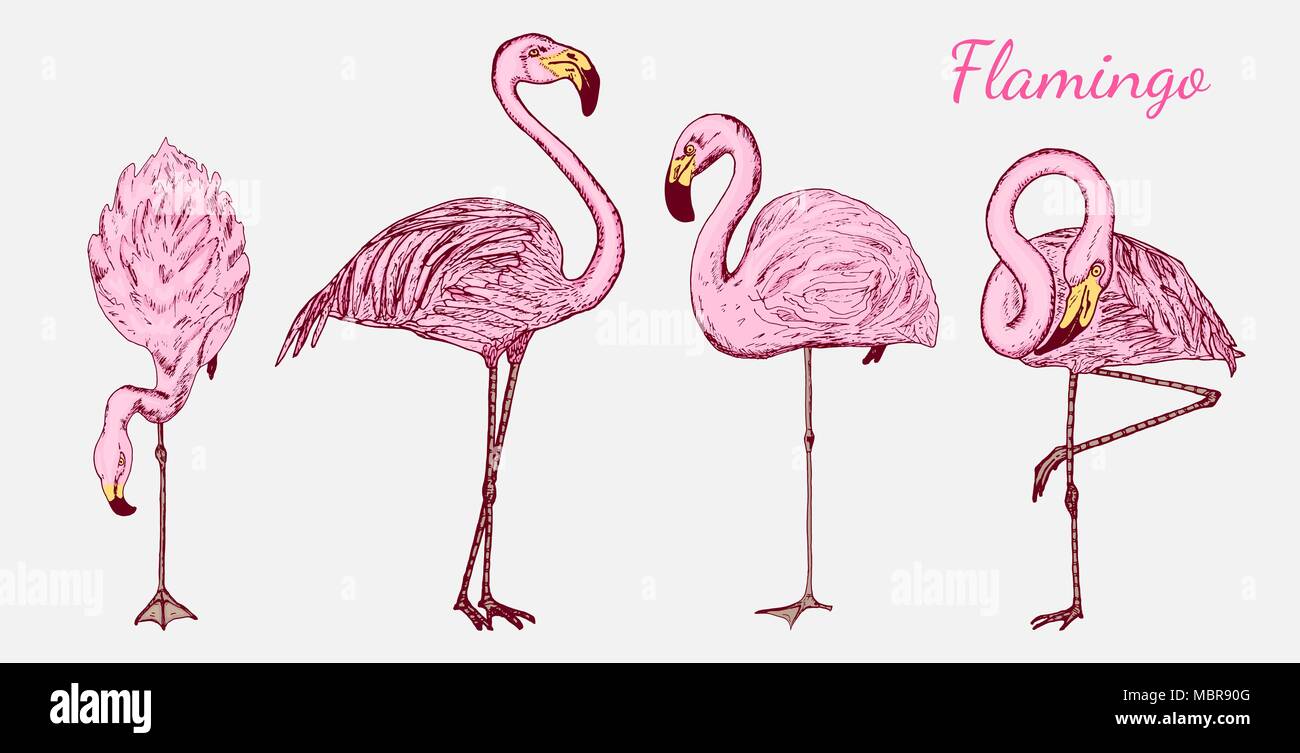Rosa Flamingo. Hand gezeichnet Vektor Vögel, Skizze grafische Vintage Style,  phoenicopteridae. Tropische Tier Stock-Vektorgrafik - Alamy