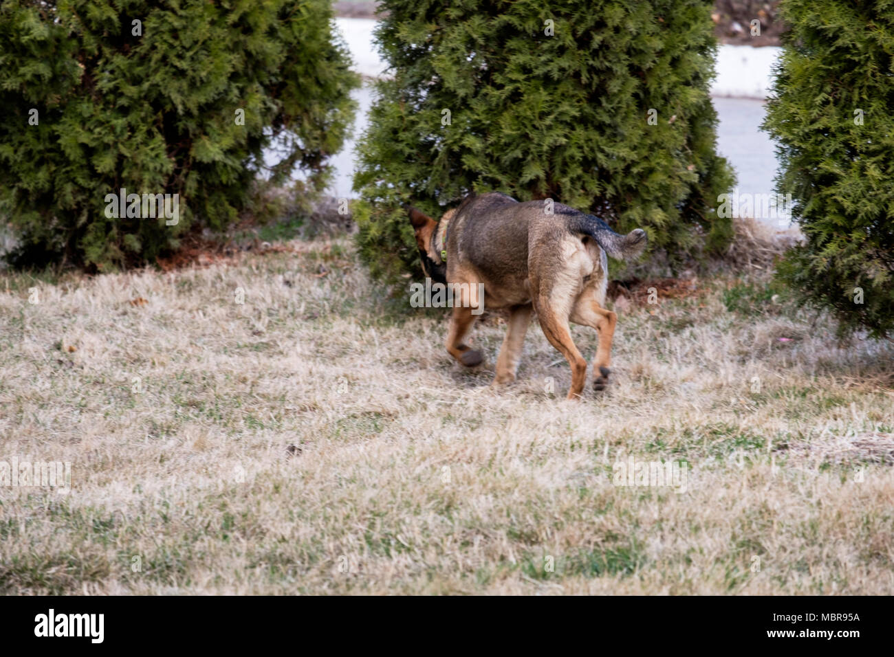 Streunender Hund alleine laufen weg. Stockfoto