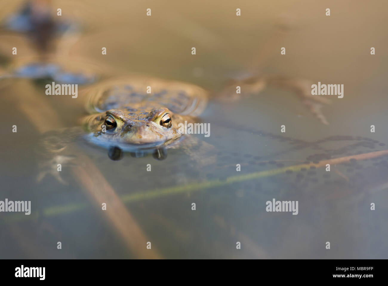 Erdkröte (Bufo bufo) mit laichen Linien im Wasser, Emsland, Niedersachsen, Deutschland Stockfoto