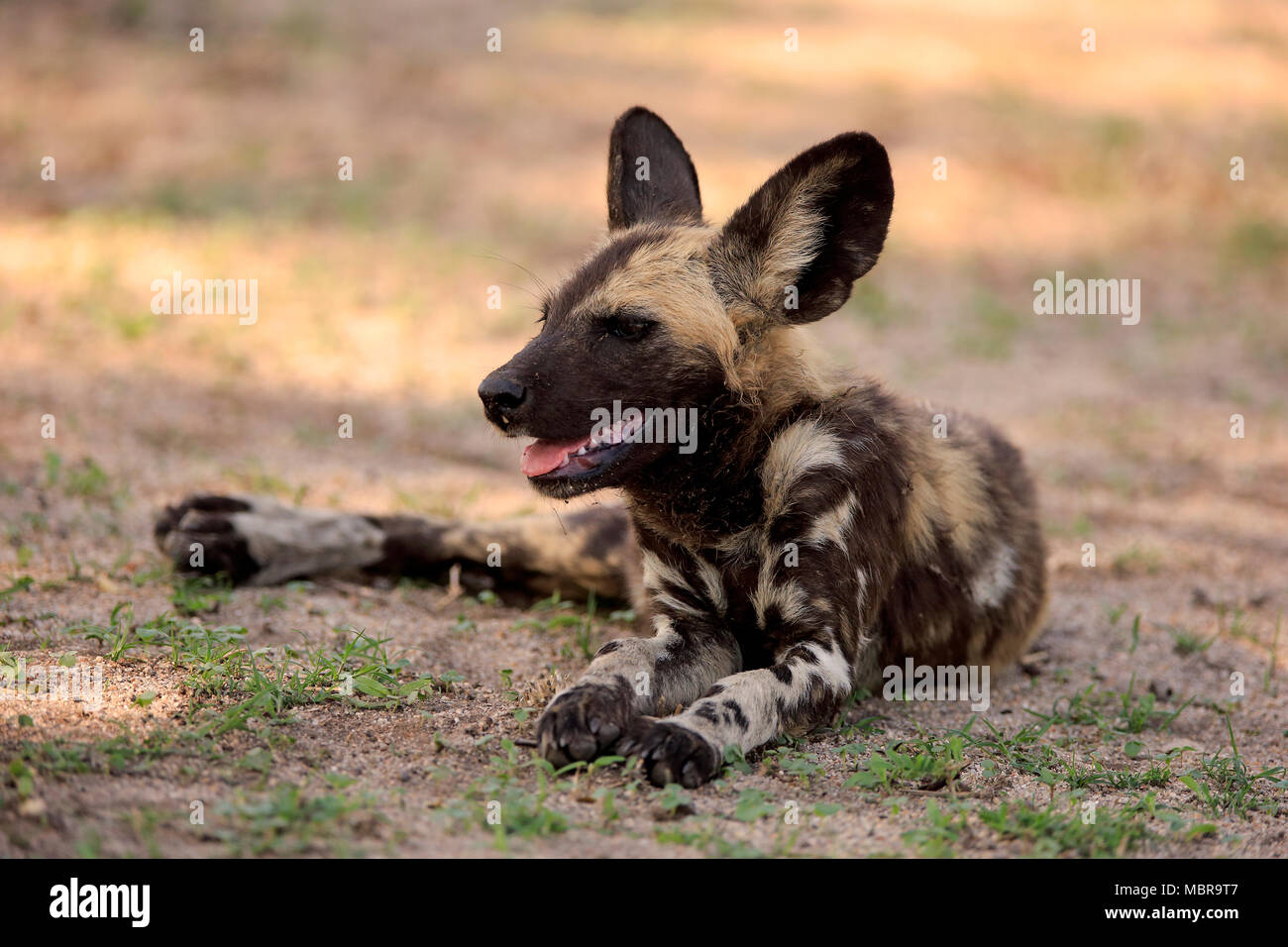 Afrikanischer Wildhund (Lycaon pictus), Erwachsener, Alert, Ruhen, Sabi Sand Game Reserve, Krüger Nationalpark, Südafrika Stockfoto