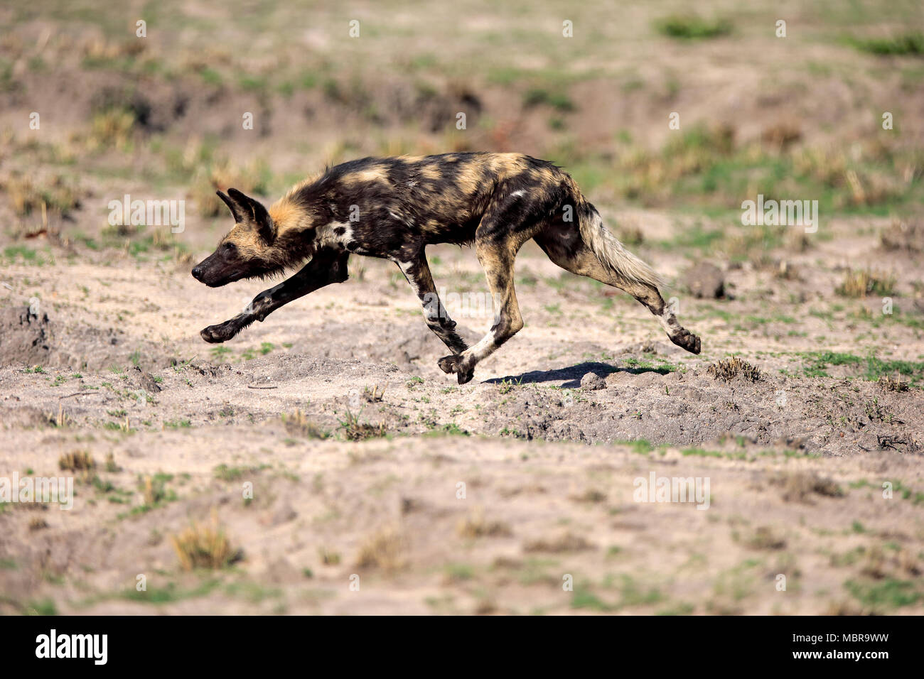 Afrikanischer Wildhund (Lycaon pictus), Erwachsener, Jagd, laufen, Sabi Sand Game Reserve, Krüger Nationalpark, Südafrika Stockfoto