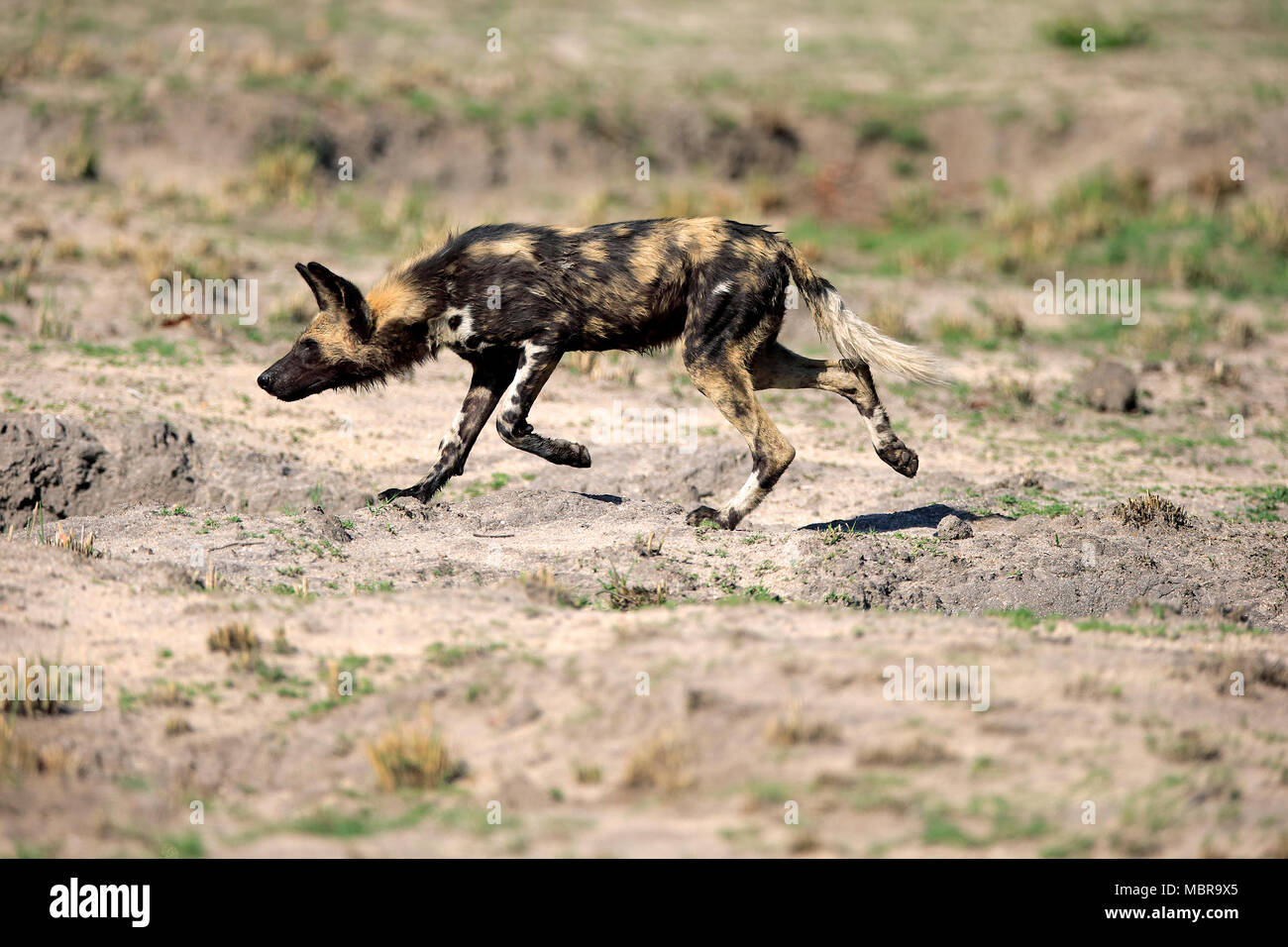 Afrikanischer Wildhund (Lycaon pictus), Erwachsener, Jagd, laufen, Sabi Sand Game Reserve, Krüger Nationalpark, Südafrika Stockfoto