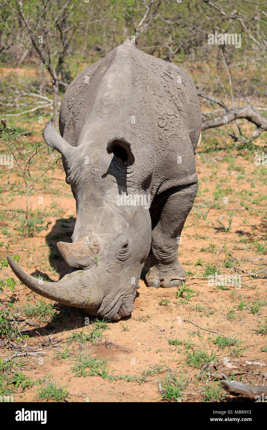 Weiße Nashörner (Rhinocerotidae)), Erwachsener, Essen, Dickhäuter, Sabi Sand Game Reserve, Krüger Nationalpark, Südafrika Stockfoto