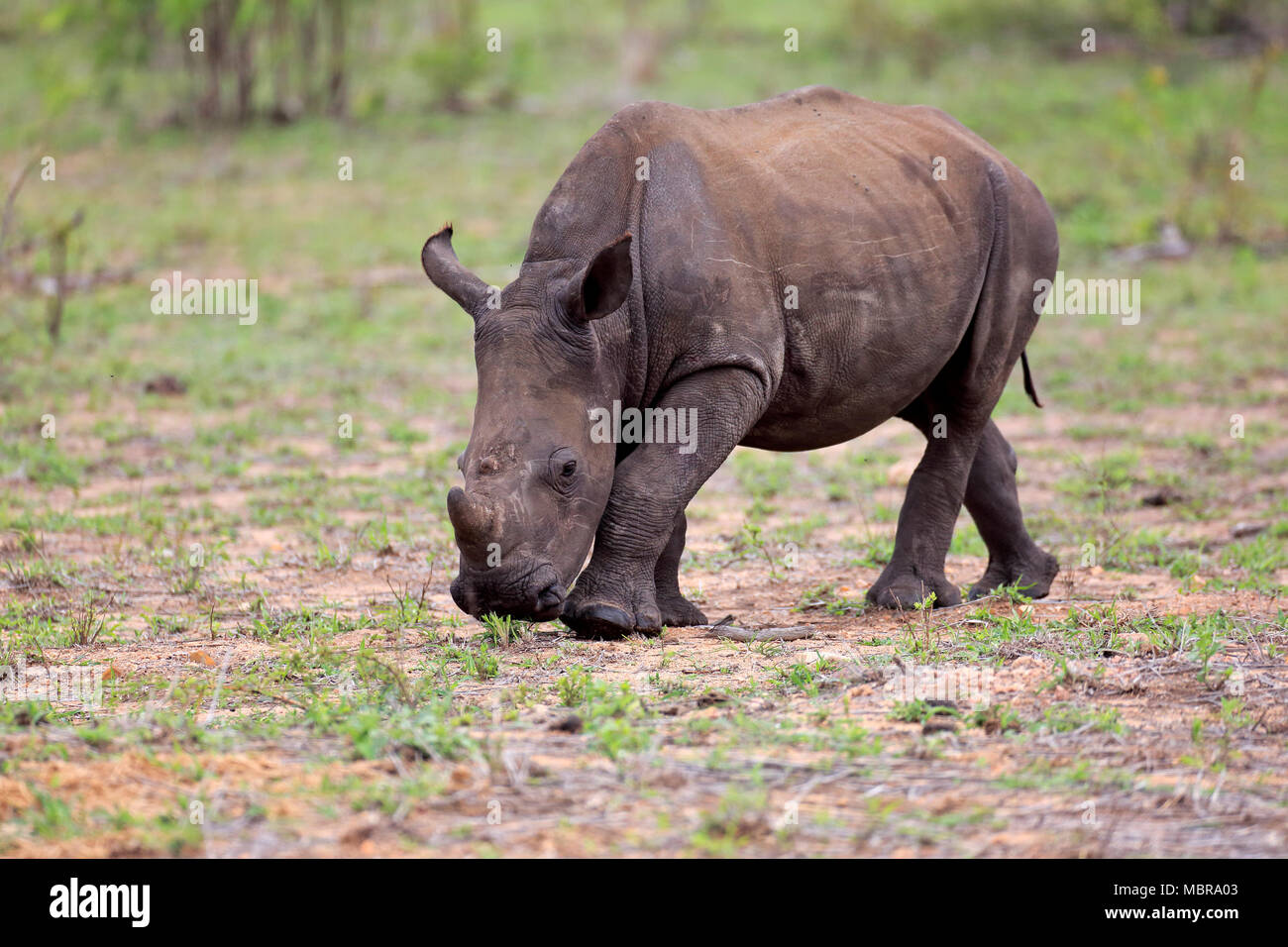 Weiße Nashörner (Rhinocerotidae)), halb erwachsenen jungen Tier, Wandern, Futtersuche, Dickhäuter, Kruger National Park Stockfoto