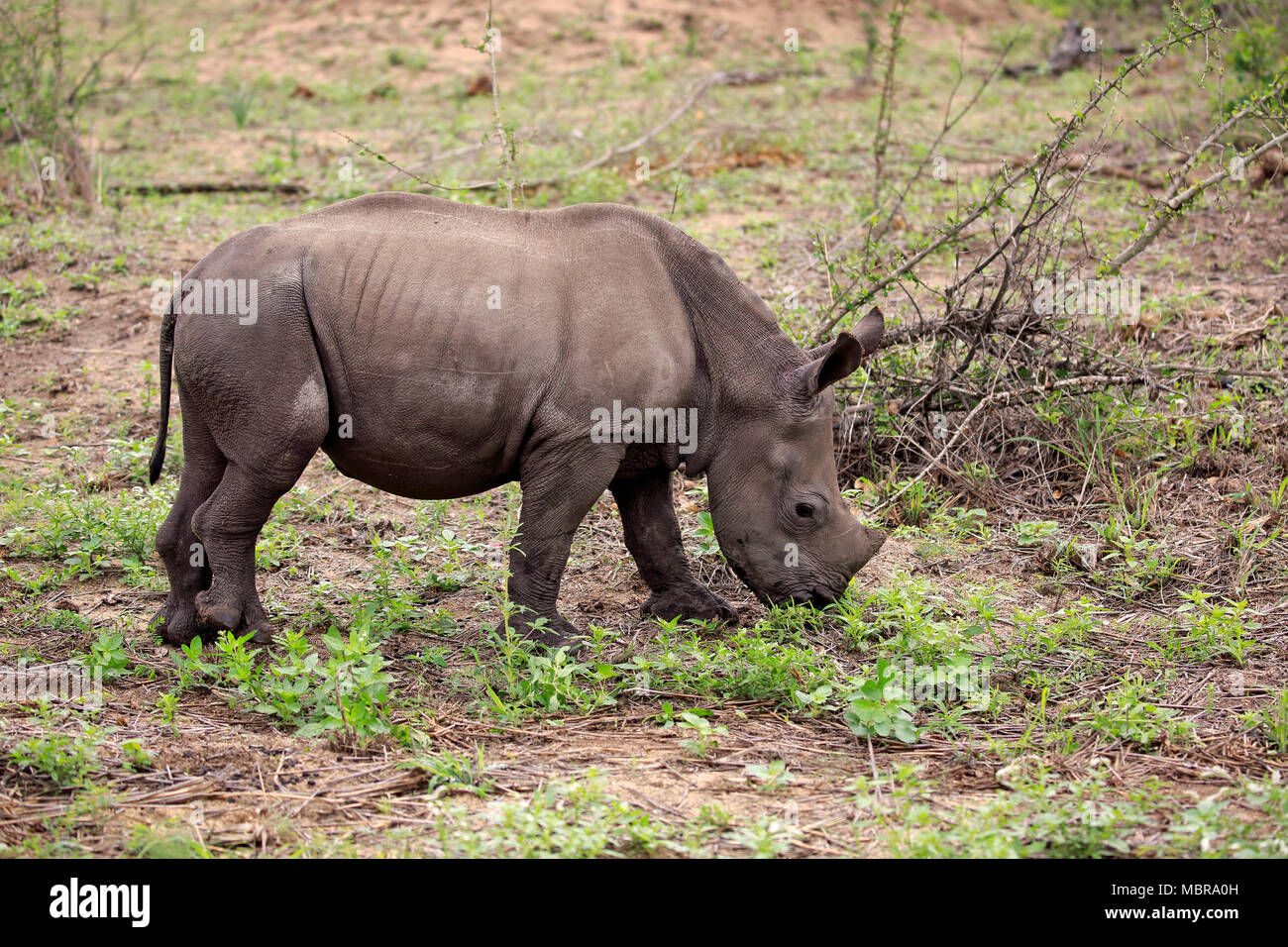 Weiße Nashörner (Rhinocerotidae)), junge Tier Futtersuche, Dickhäuter, Krüger Nationalpark, Südafrika Stockfoto